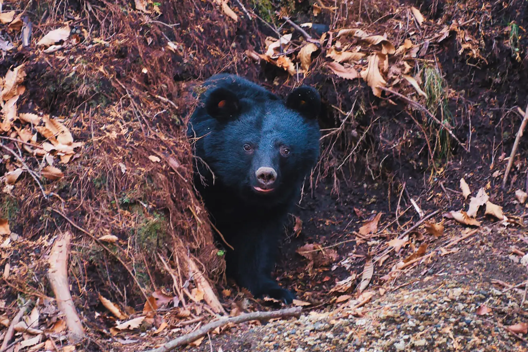 Japan Is Fighting a War Against Bears. The Bears Are Winning.
