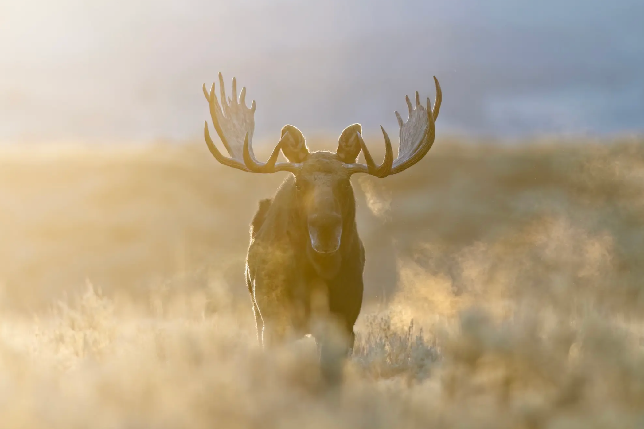 The NPS Wants to Open Up Hunting in These National Park Sites