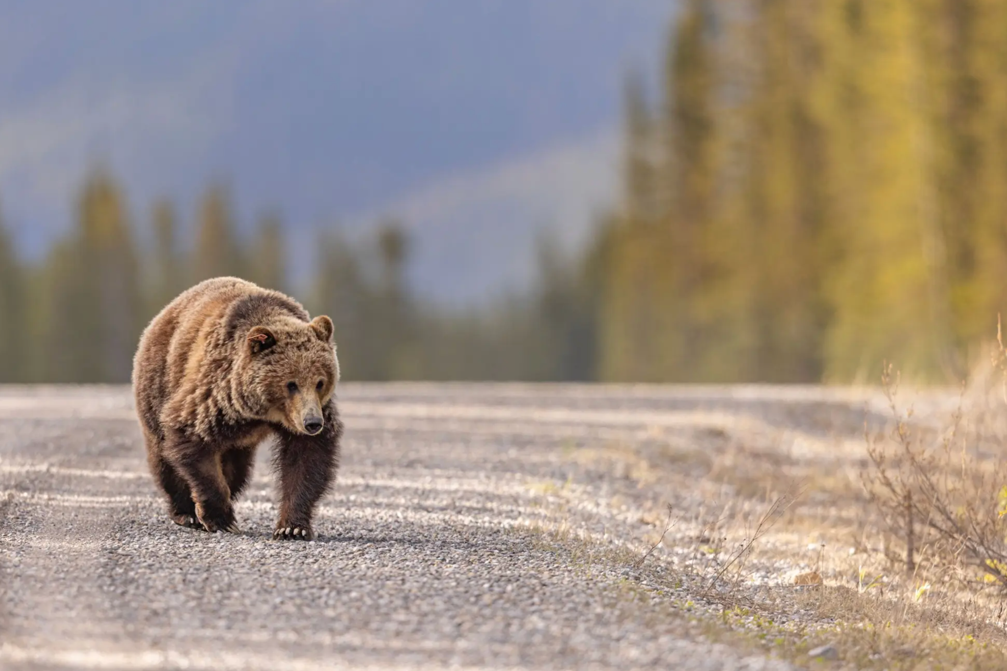 After Two Bear Attacks, Ryan Zinke Wants to Strip Grizzly Bear Protections