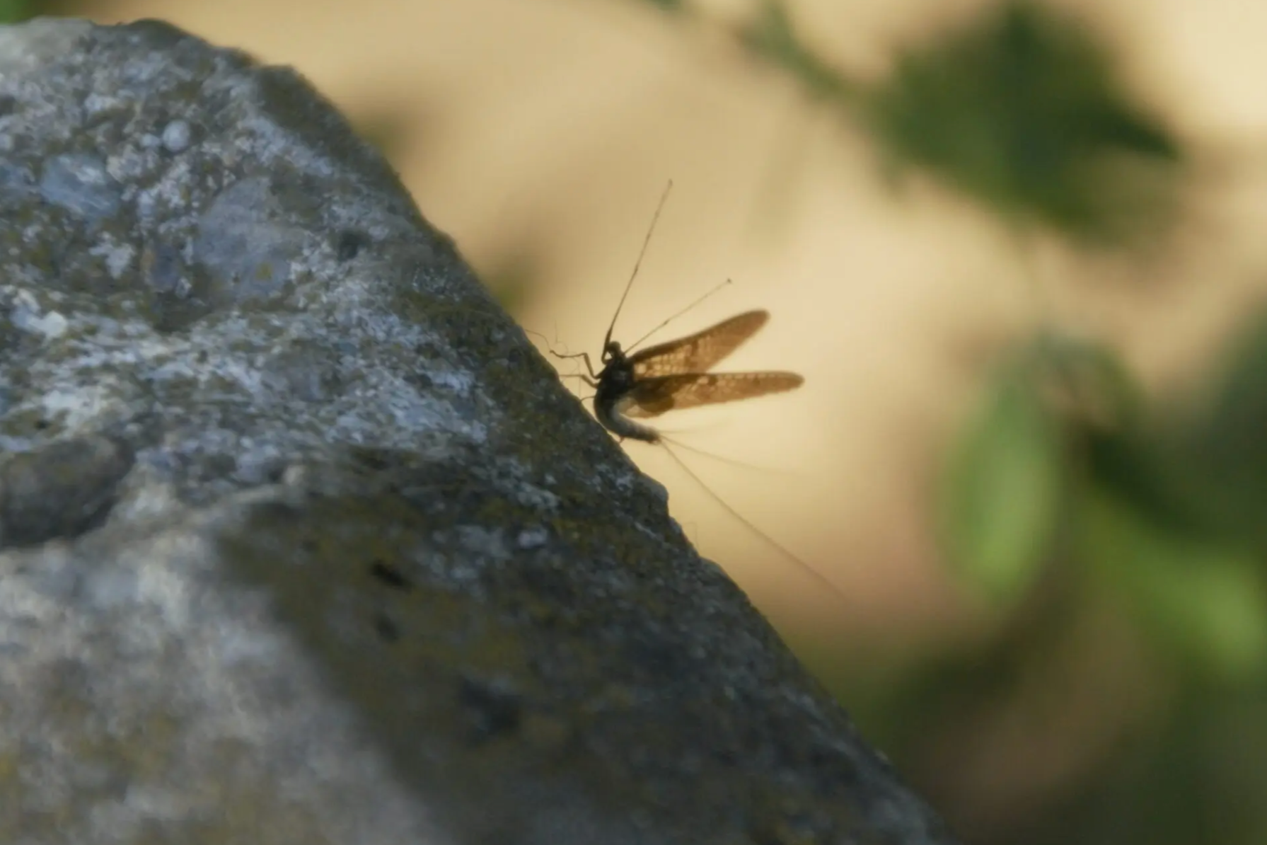 10 Most Mosquito-Infested U.S. Climbing Areas &amp; How to Fight the Bite