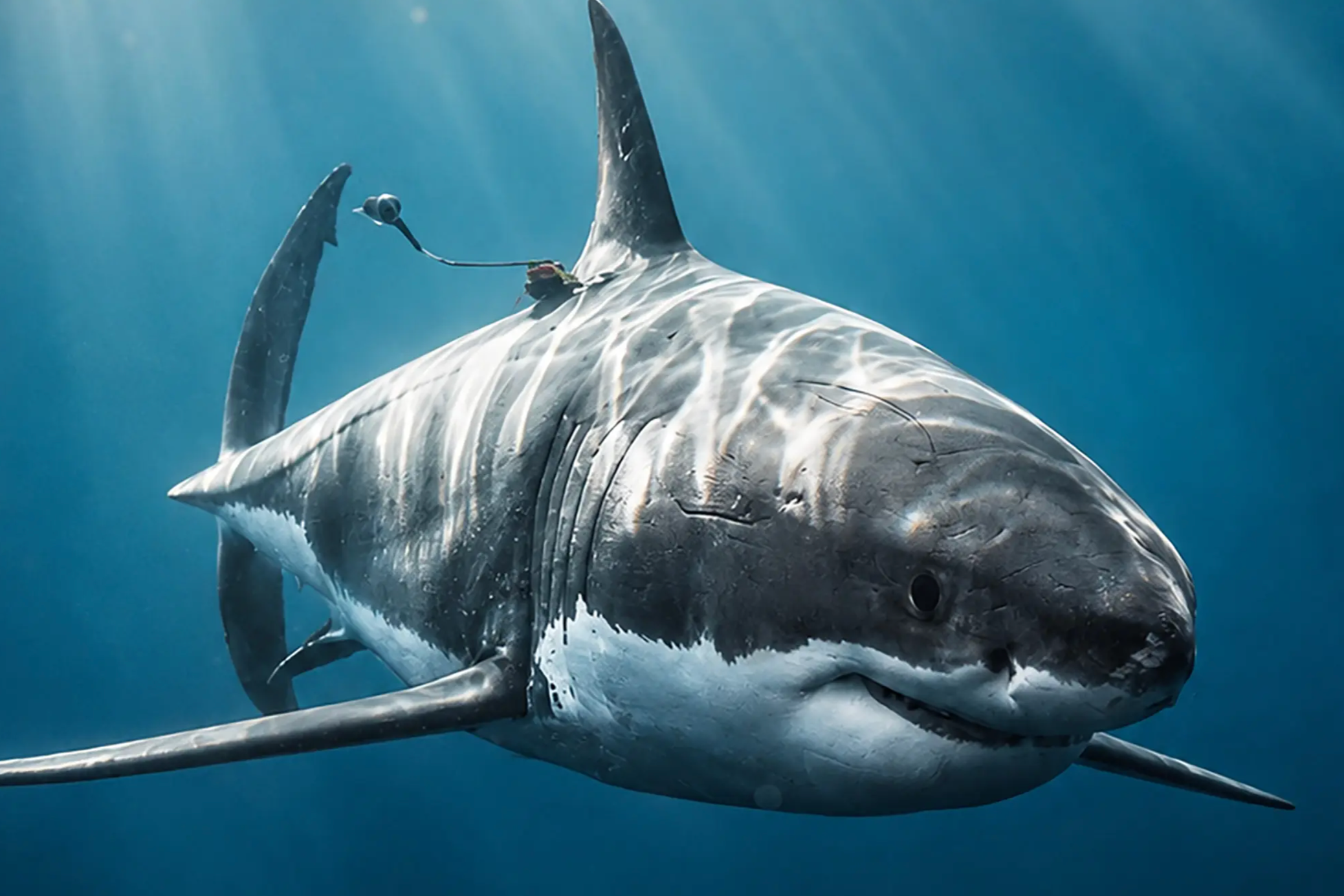 A Nantucket Angler Hooked a Great White. Experts Say Letting It Go Fast Was Crucial