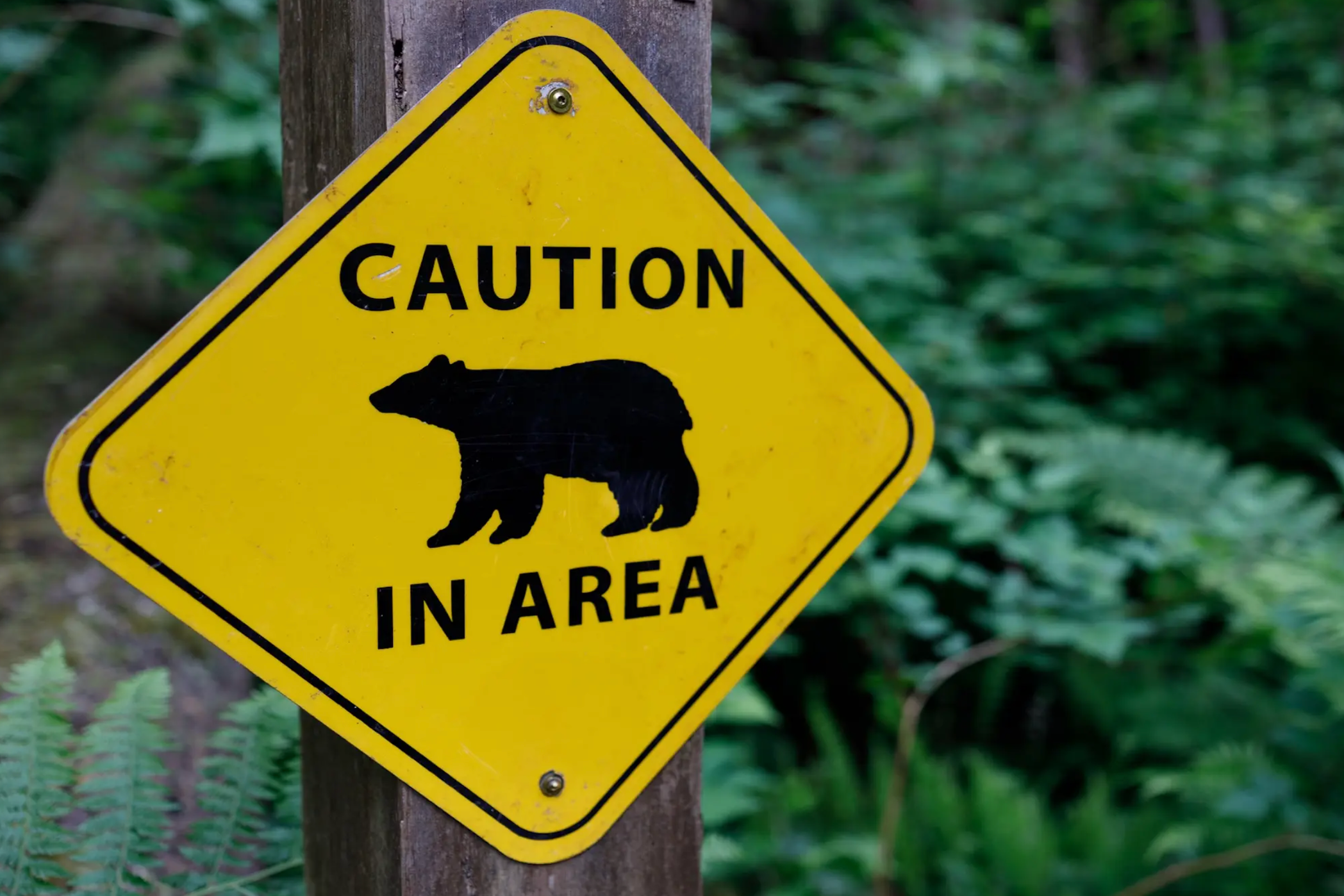 Colorado Just Suffered Its First Bear Attack of 2026 When a Hiker Was Stalked for 30 Minutes
