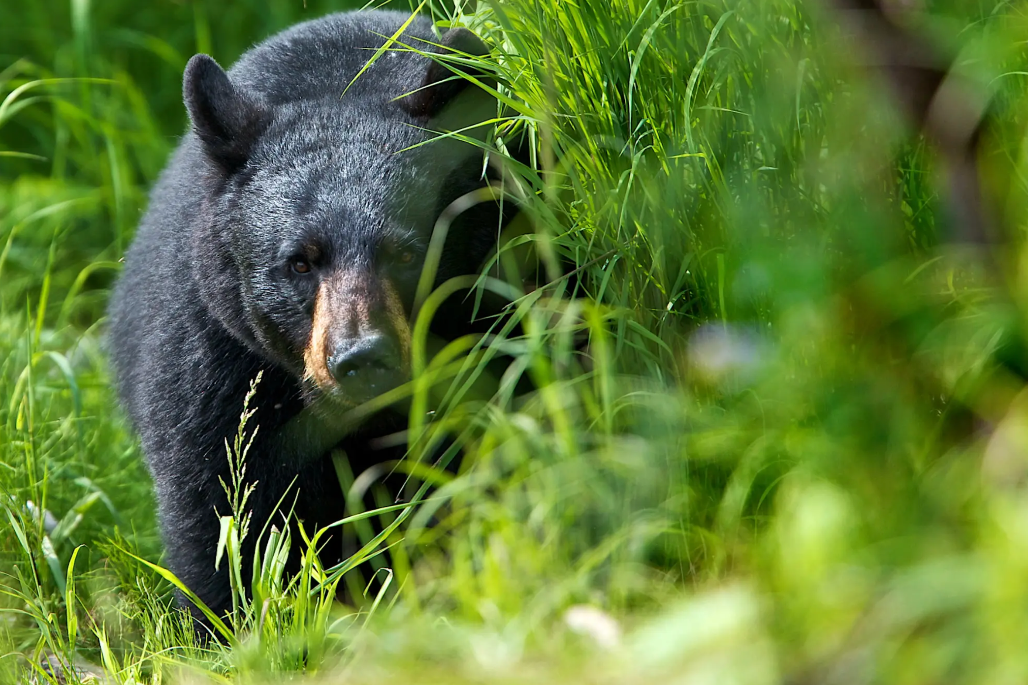 They Kept a Perfectly Clean Camp. A Black Bear Attacked Their Tent Anyway.