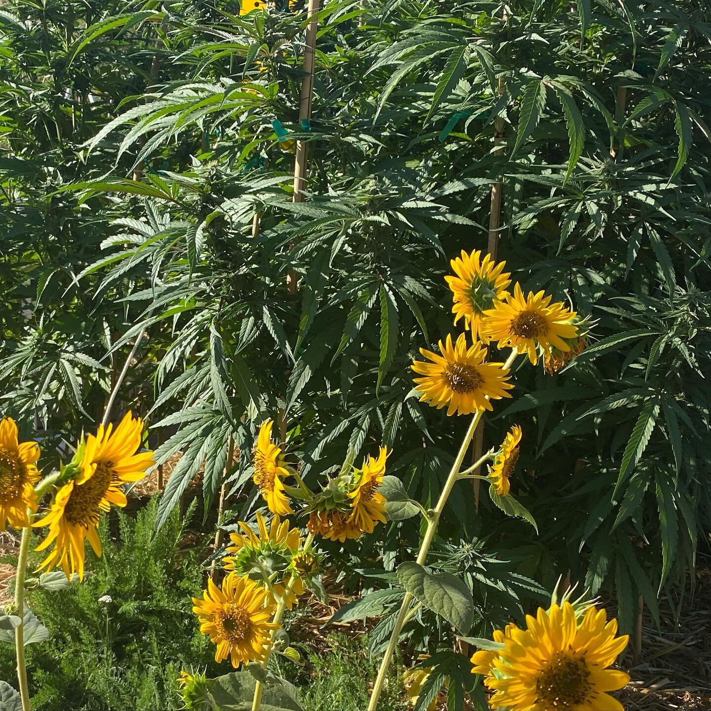 Flowers on flowers over here. Peak season has hit as we start to harvest. The smells are amazing! #jedinightsog #lemonfireog #sunflowers #harvesttime