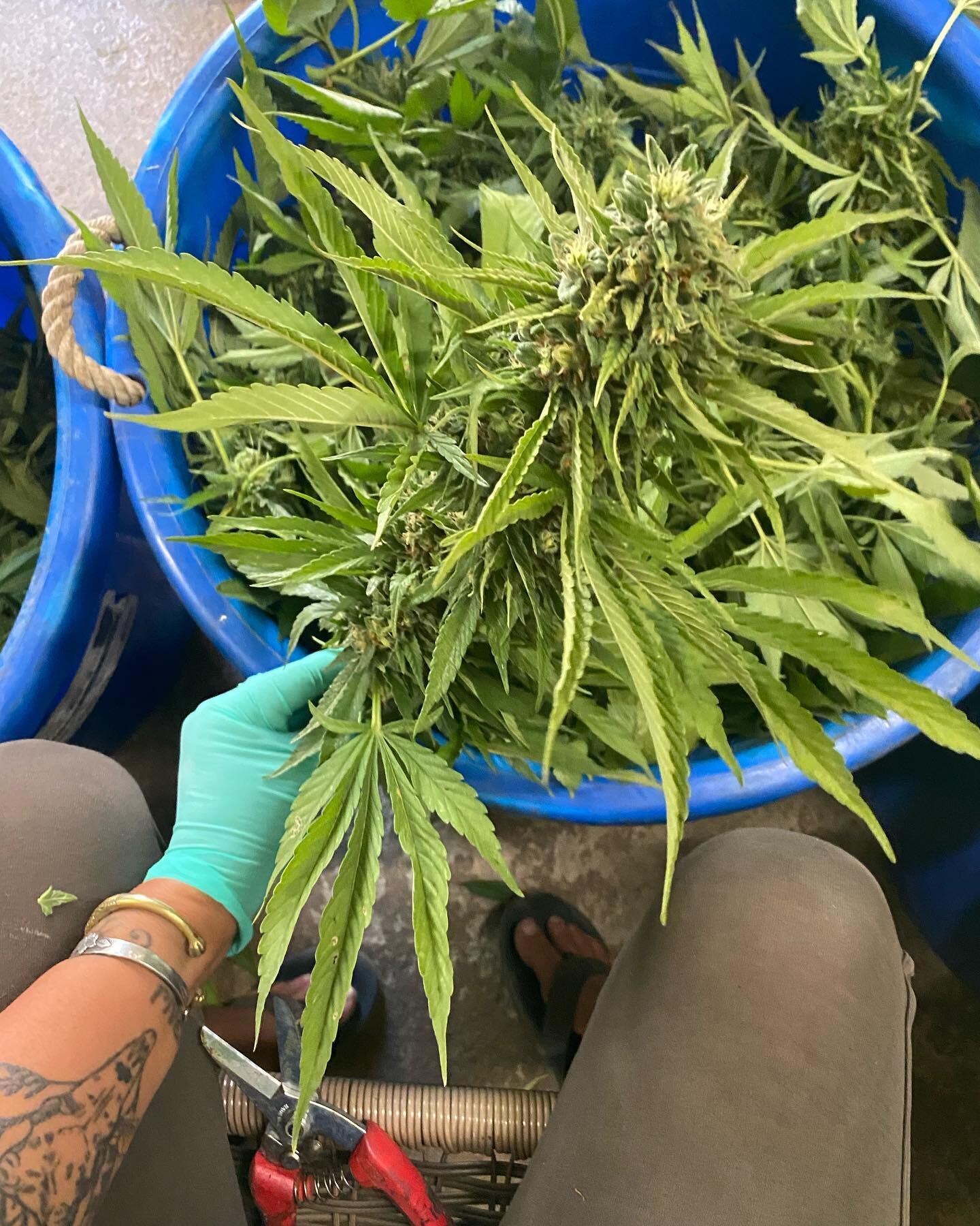 Our light Depp has been coming down in stages every couple days we&rsquo;ve been harvesting one flavor after the next. Today we are working on the lemon fire OG! This is one of the farm&rsquo;s favorites! It&rsquo;s looking great can&rsquo;t wait to 
