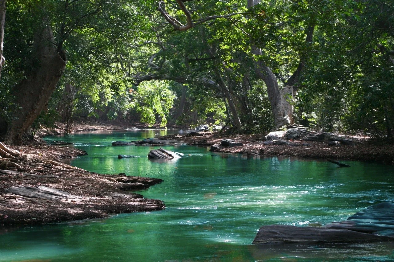 body-of-water-between-green-leaf-trees-709552.jpg