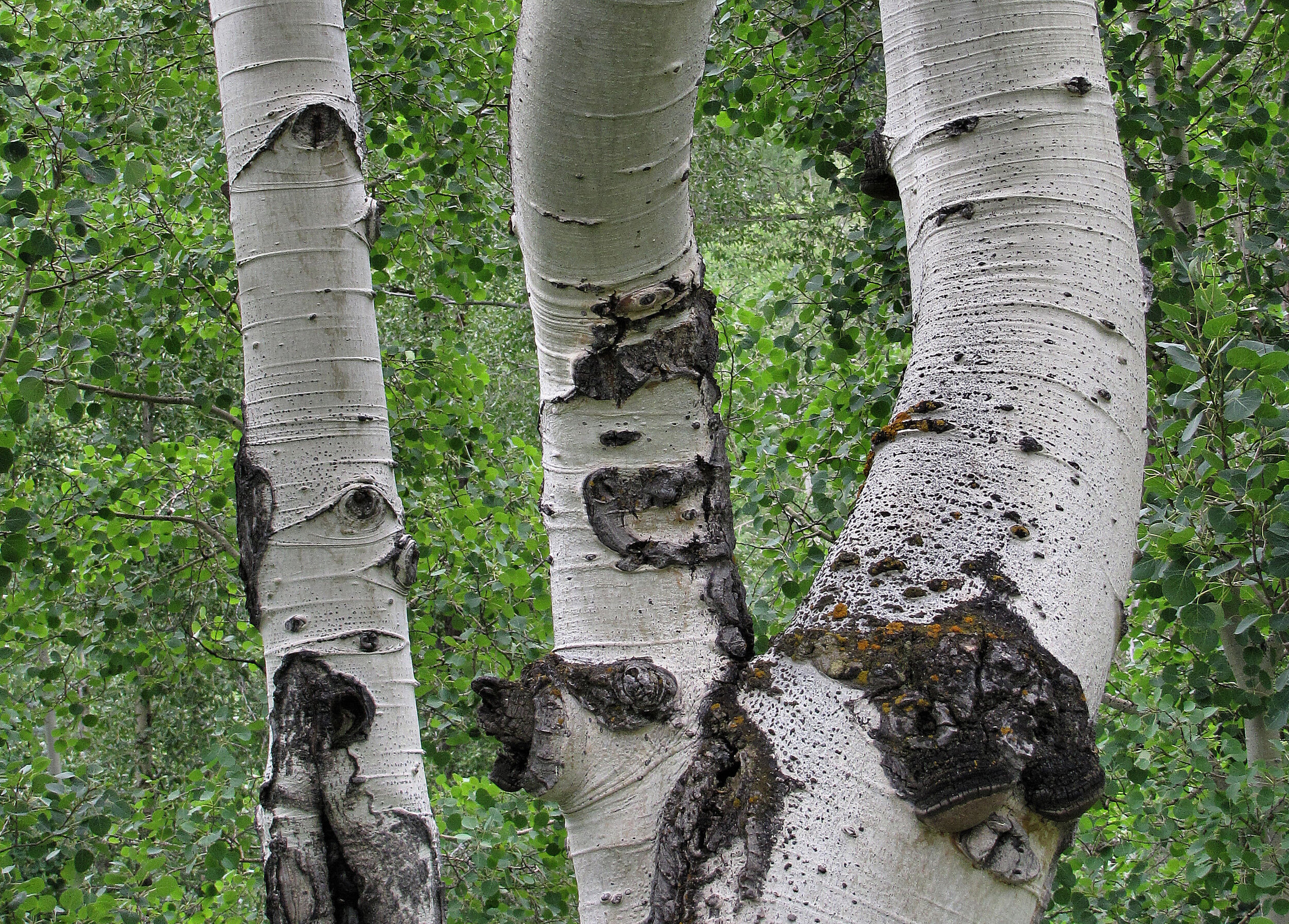 aspens lone tree cemetery.jpg