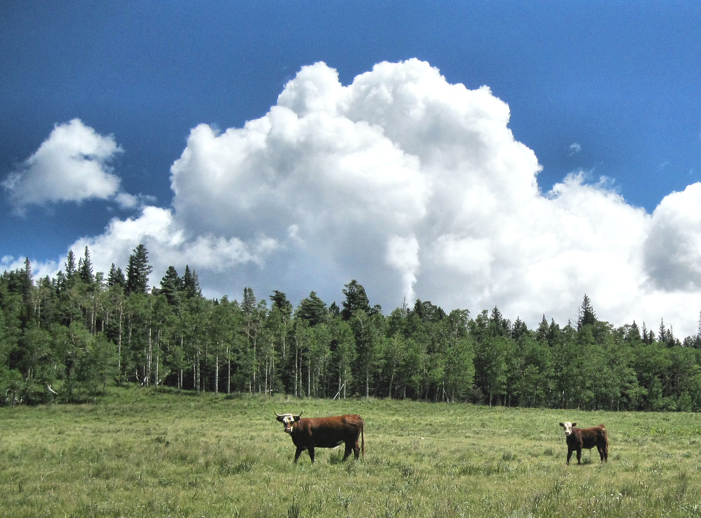 cows en route to cordova pass.jpg