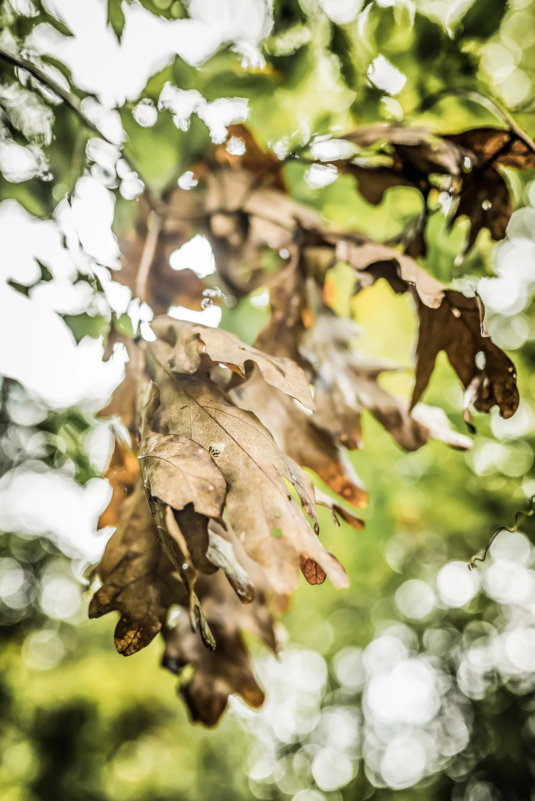 Atlanta Brand Photography -  The Tree of Life (The Haus of Grey - Marietta, GA)-08047-Edit.jpg