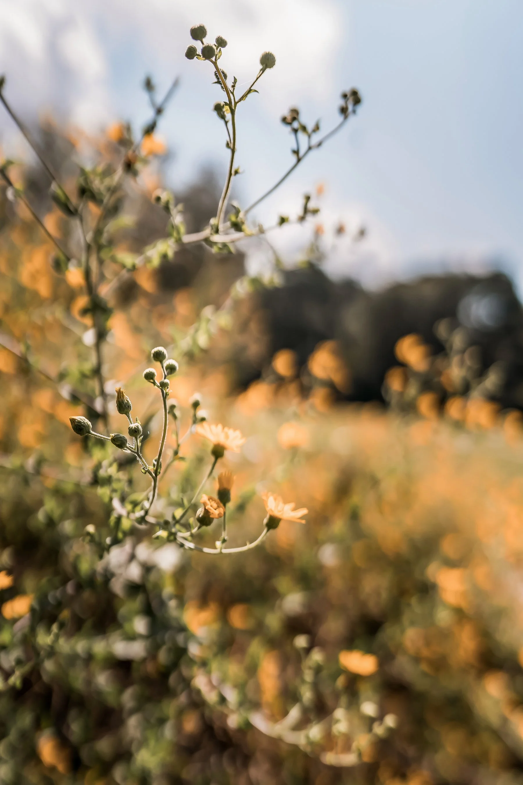 Atlanta Brand Photography -  The Tree of Life (The Haus of Grey - Marietta, GA)-08453-Edit.jpg