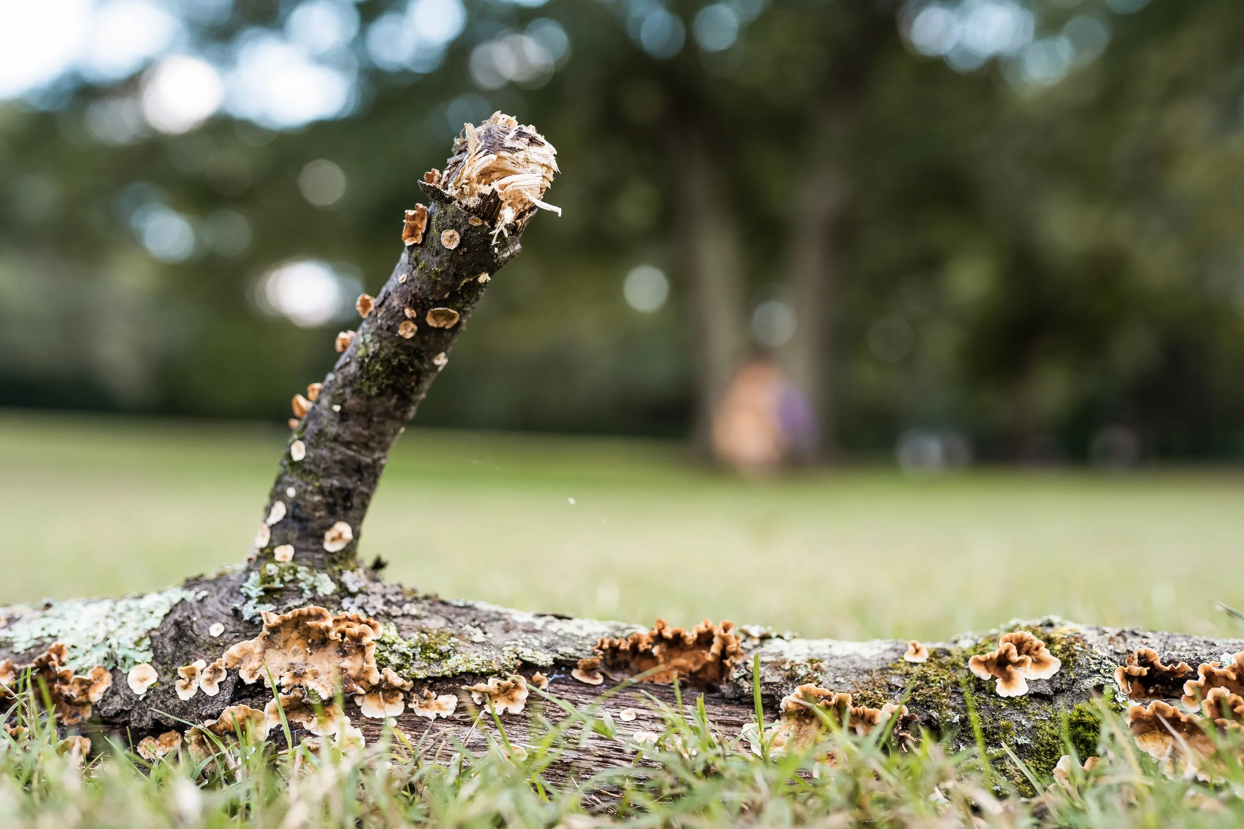 Atlanta Brand Photography -  The Tree of Life (The Haus of Grey - Marietta, GA)-08559-Edit.jpg