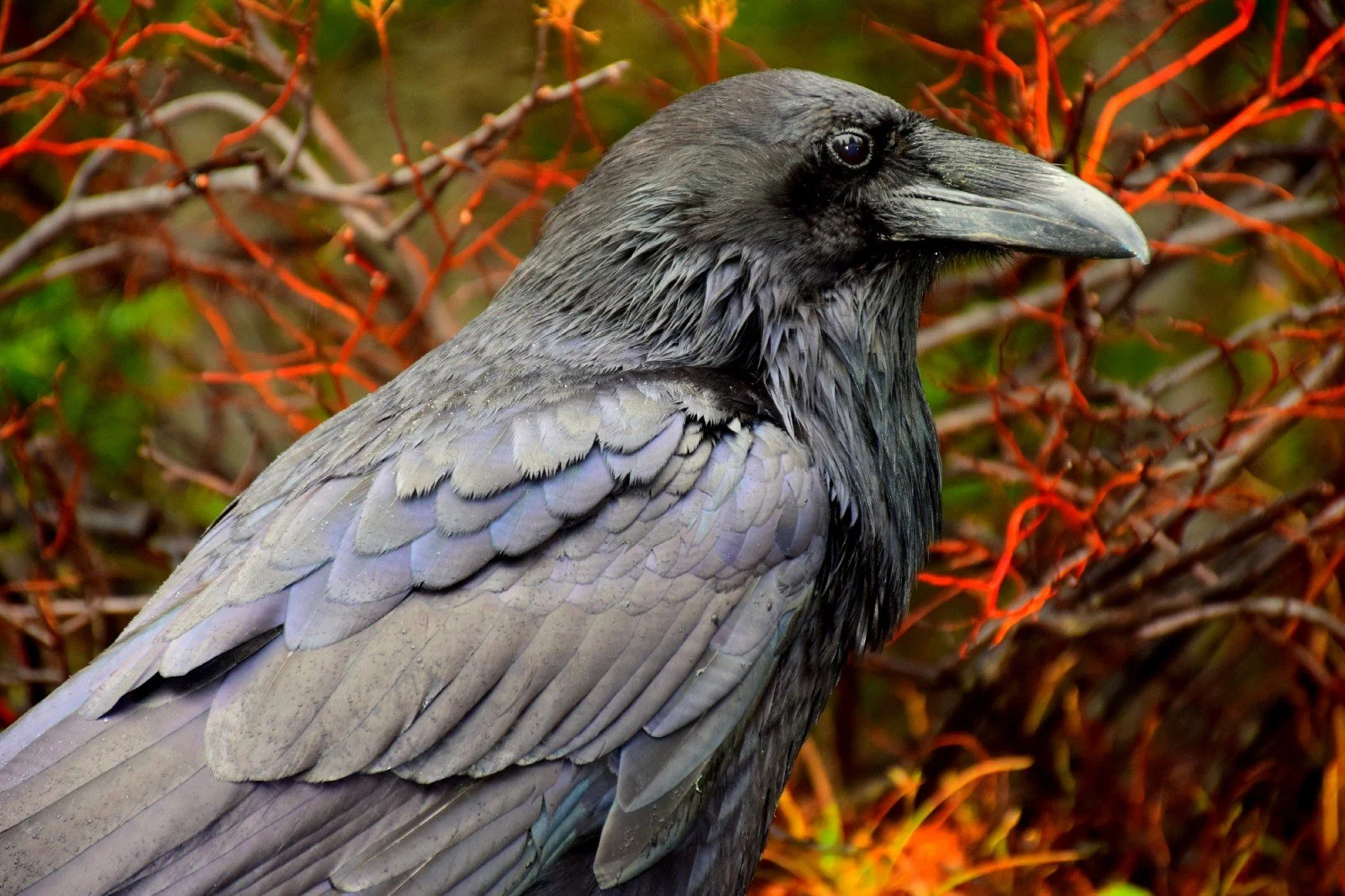 How to Write a Screenplay According to Edgar Allan Poe