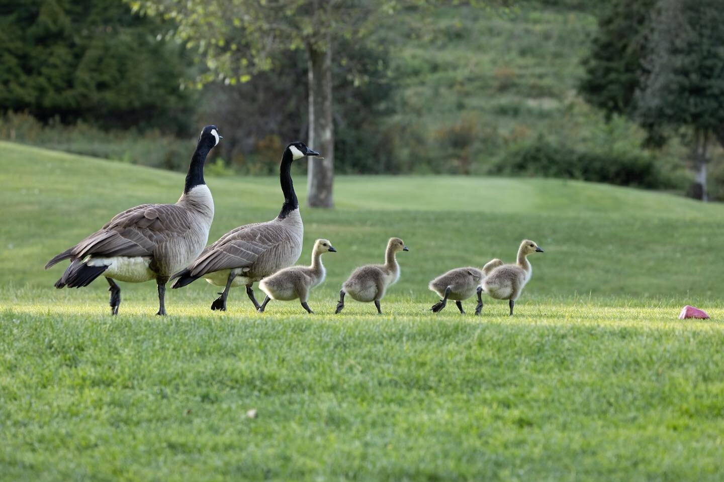 ❄️Course Closure ❄️
The geese have rented out the course for the weekend! 
Stay tuned for a hopeful Wednesday opening 👀