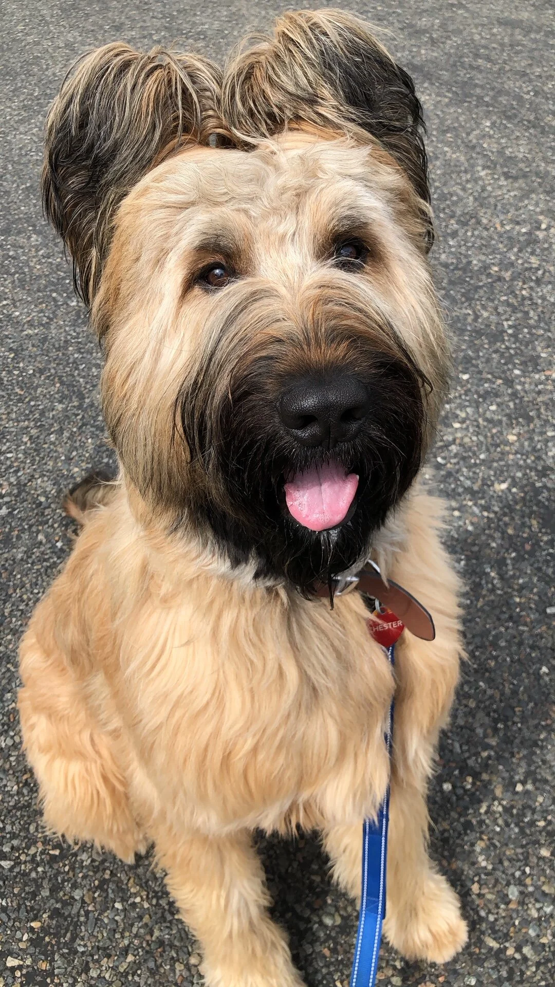 chestersit.JPG