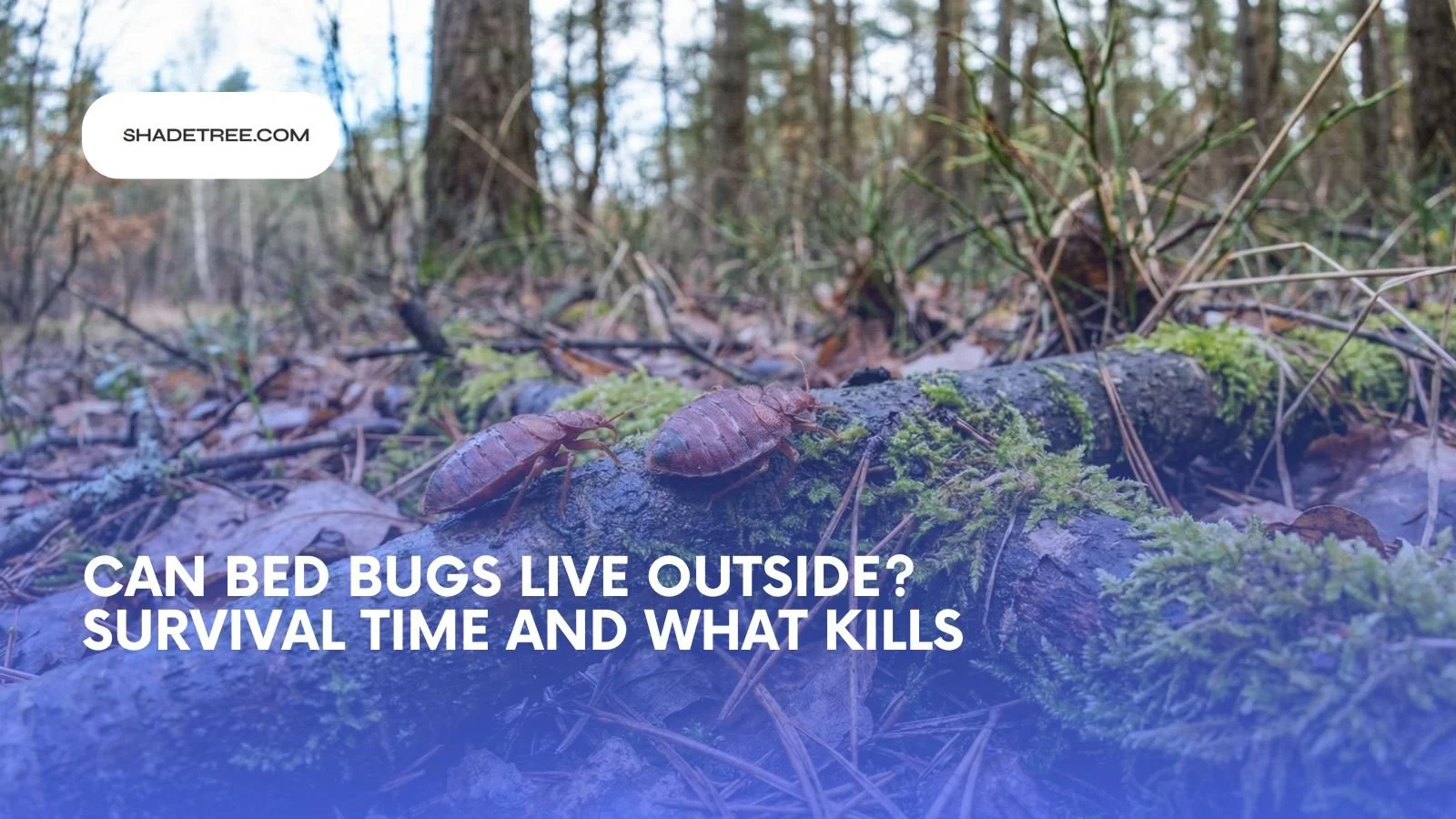 Can Bed Bugs Live Outside? Survival Time And What Kills