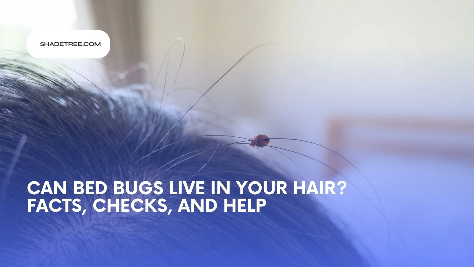 Can Bed Bugs Live in Your Hair? Facts, Signs, And Where They Hide
