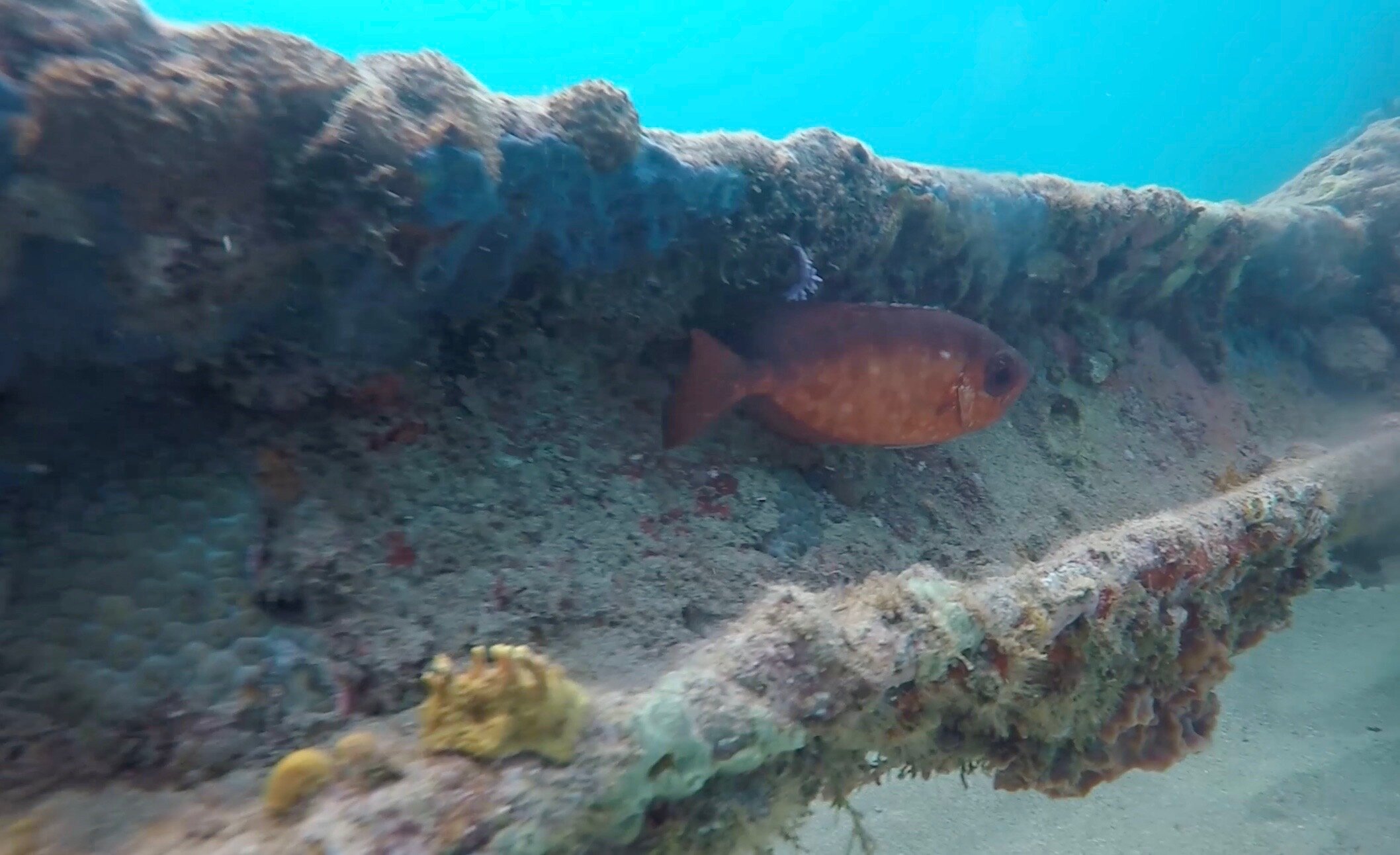 Aprenda por qué contar peces no es tan simple