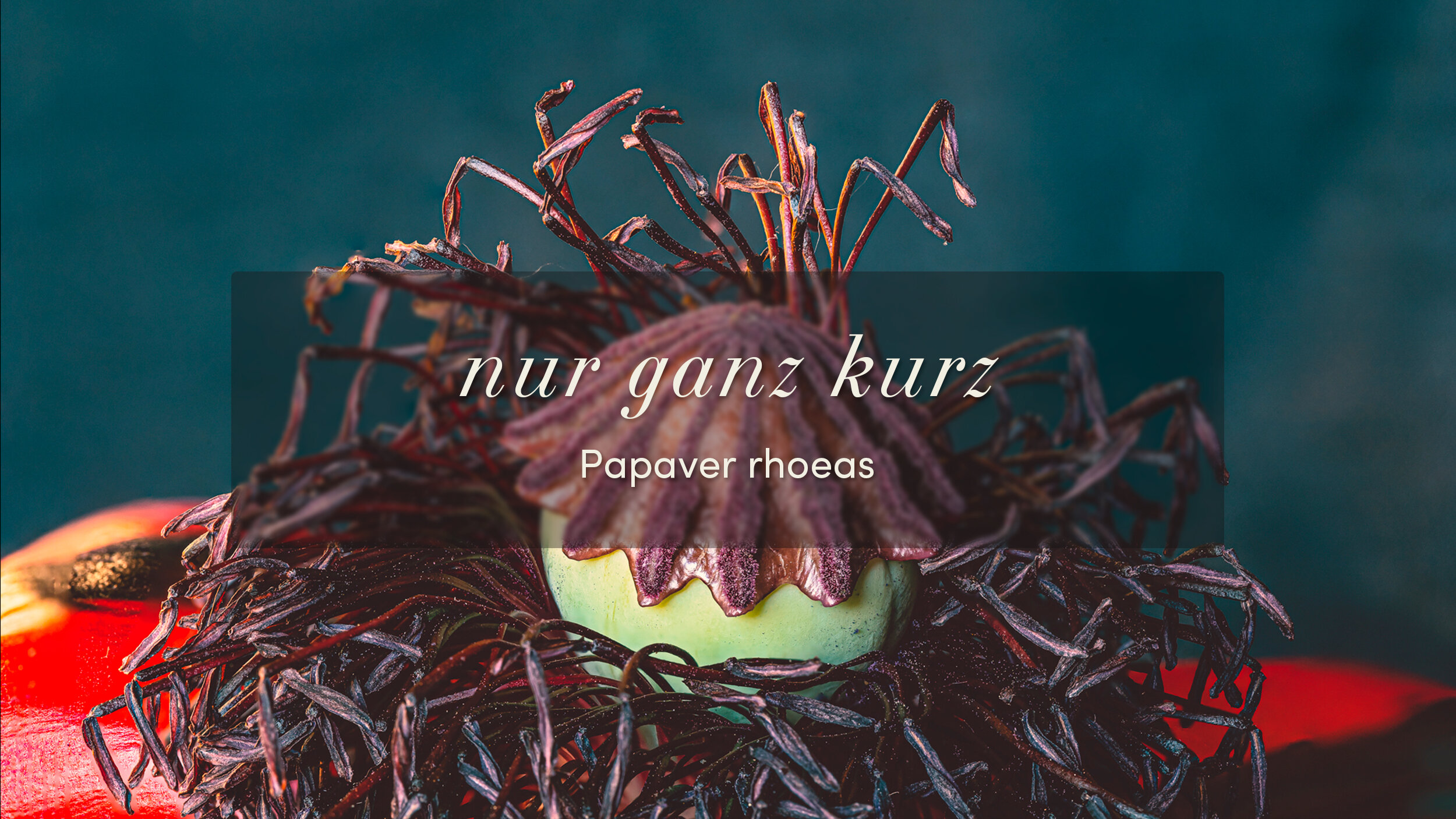 nur ganz kurz