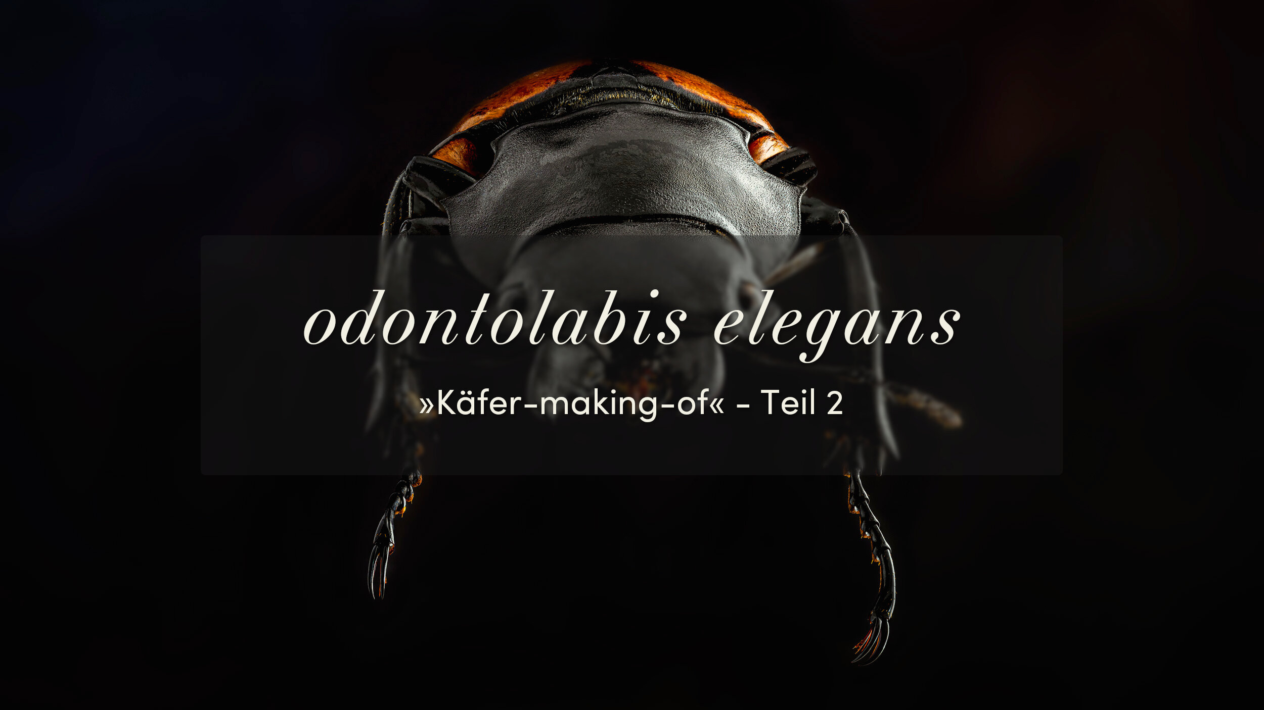 odontolabis elegans