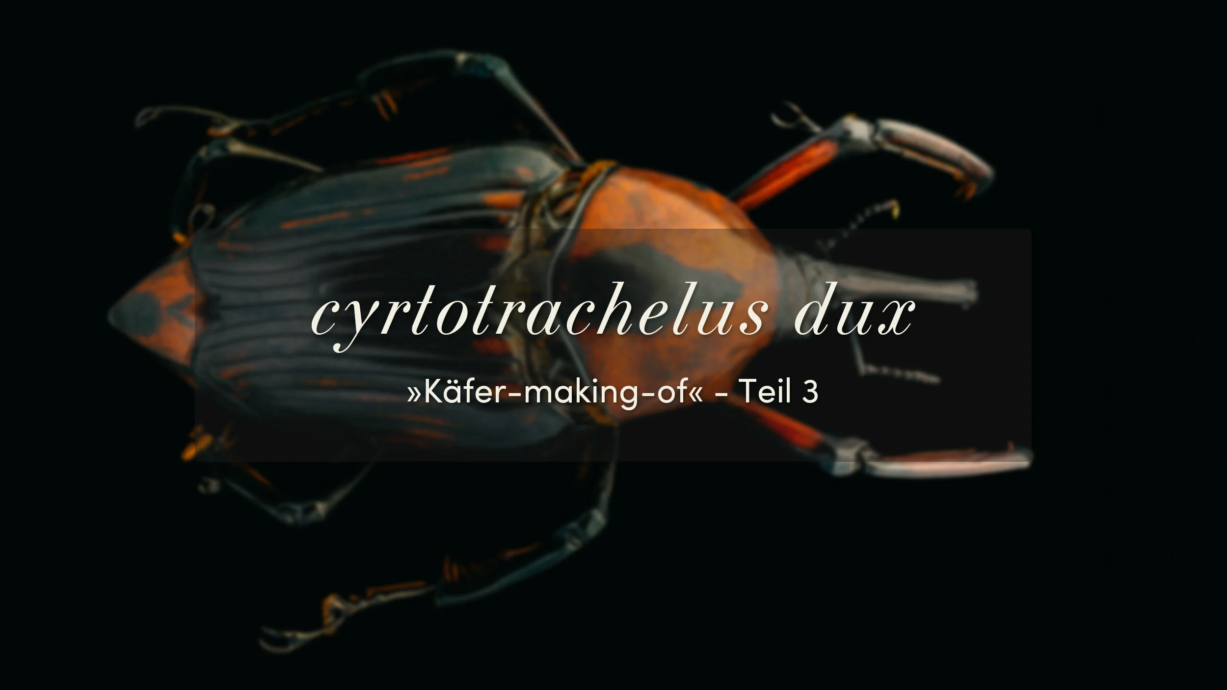 cyrtotrachelus dux