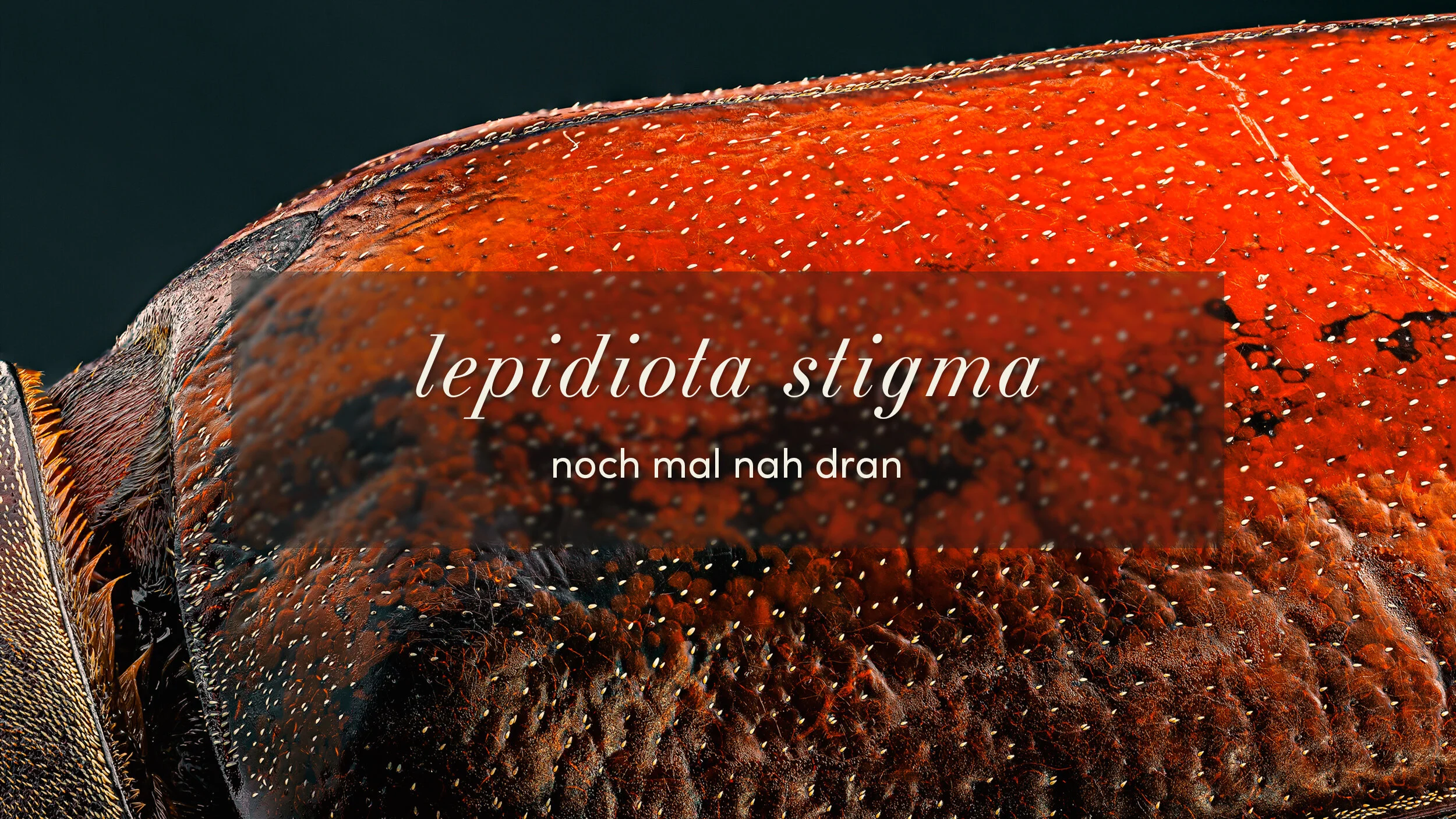 lepidiota stigma