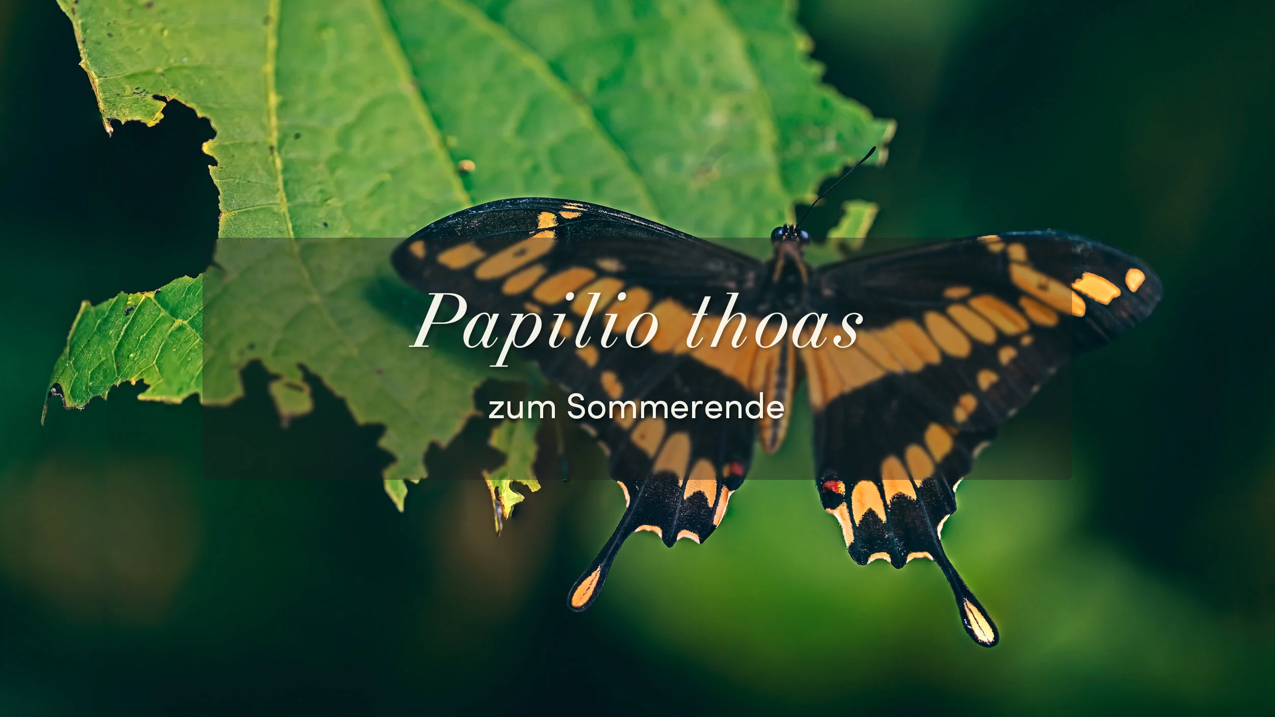 Papilio thoas