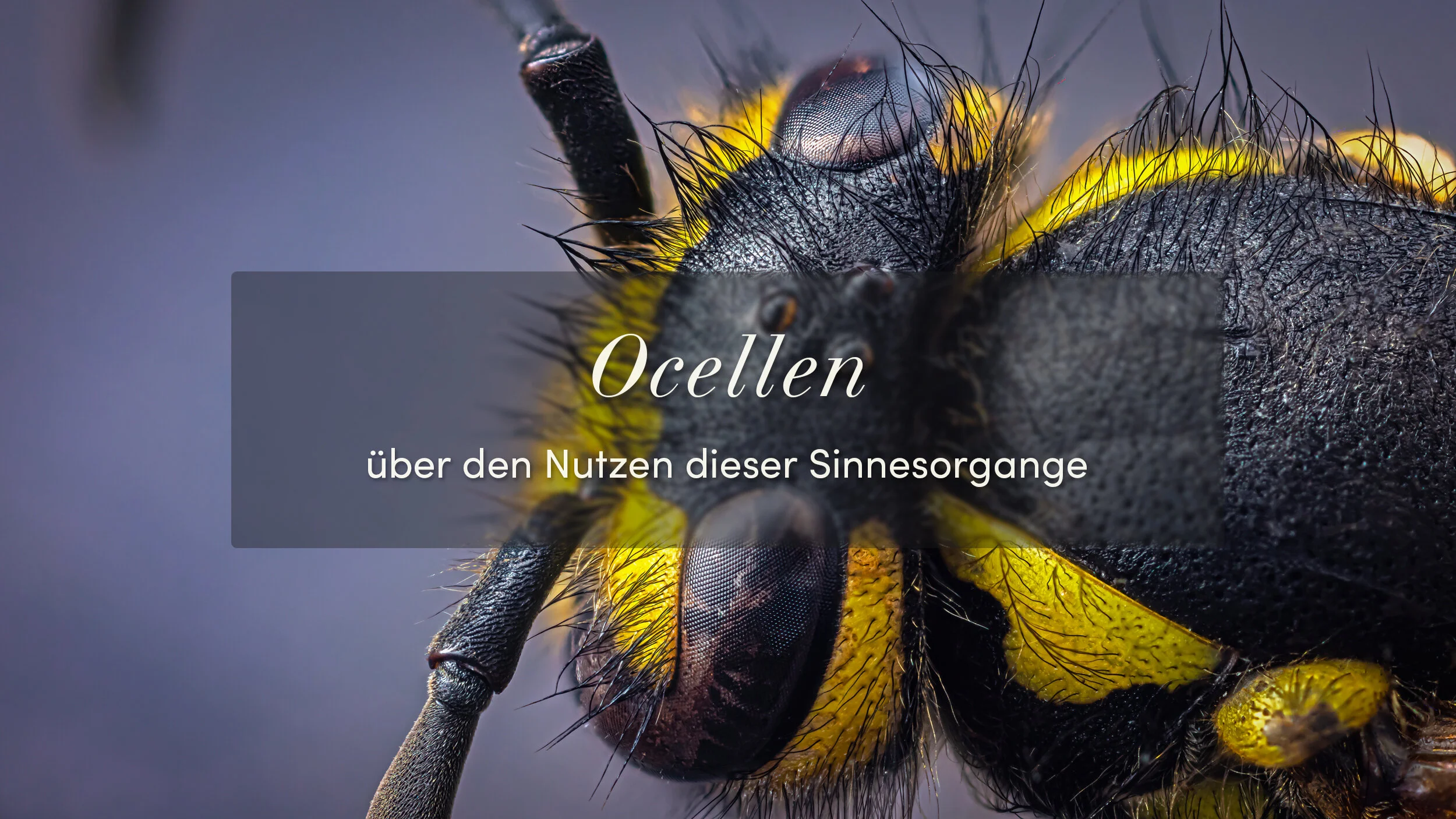 Ocellen