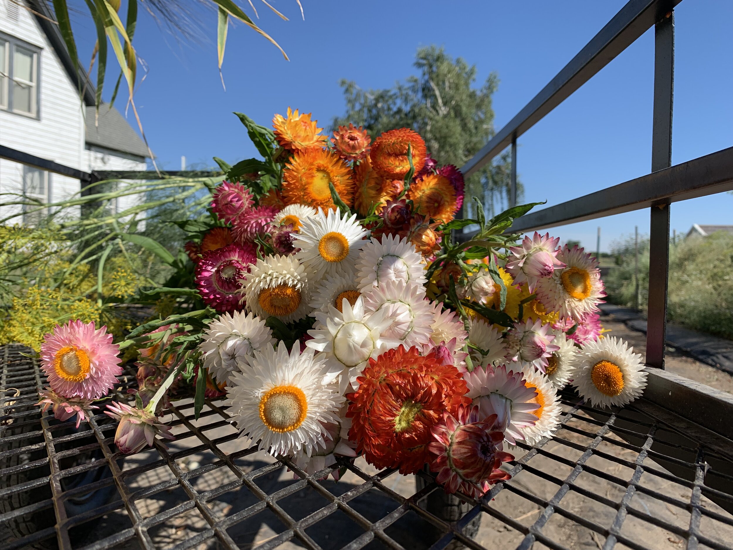 pile of colorful dried flowers
