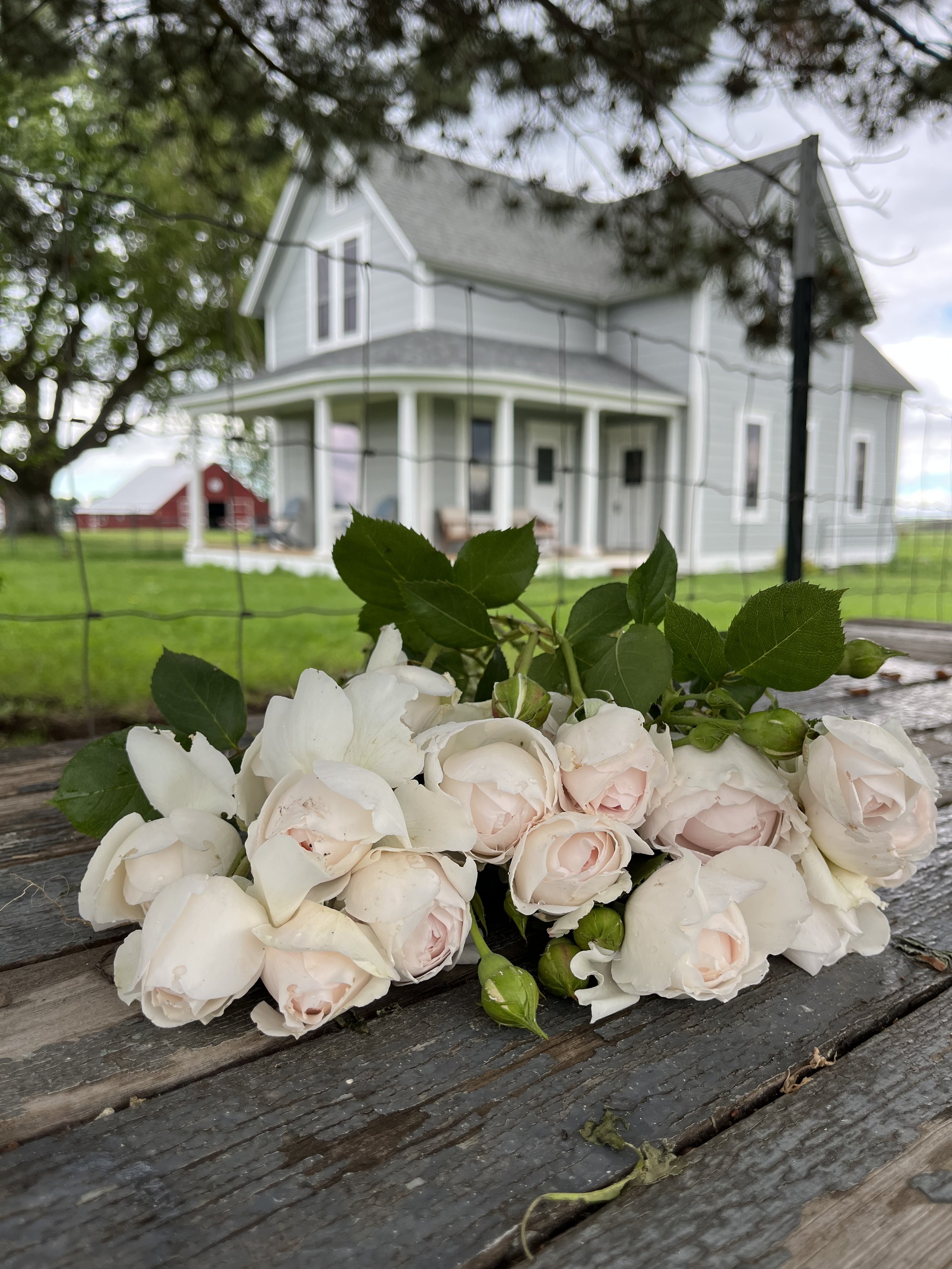 roses on a table with a farmhouse in the background
