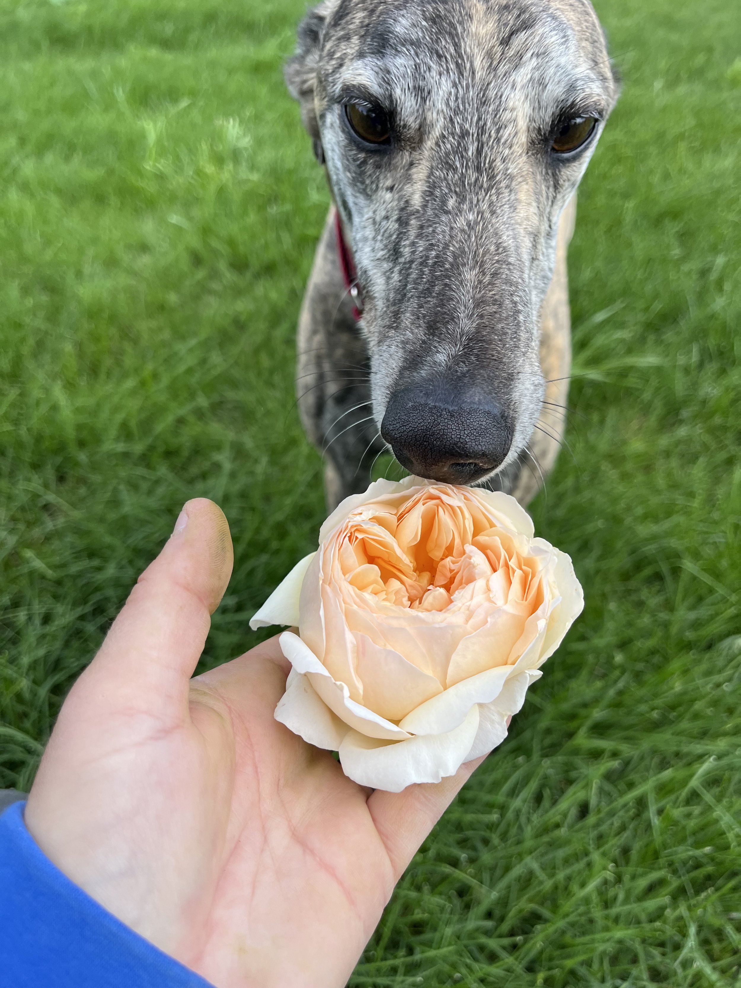 a greyhound sniffing a rose
