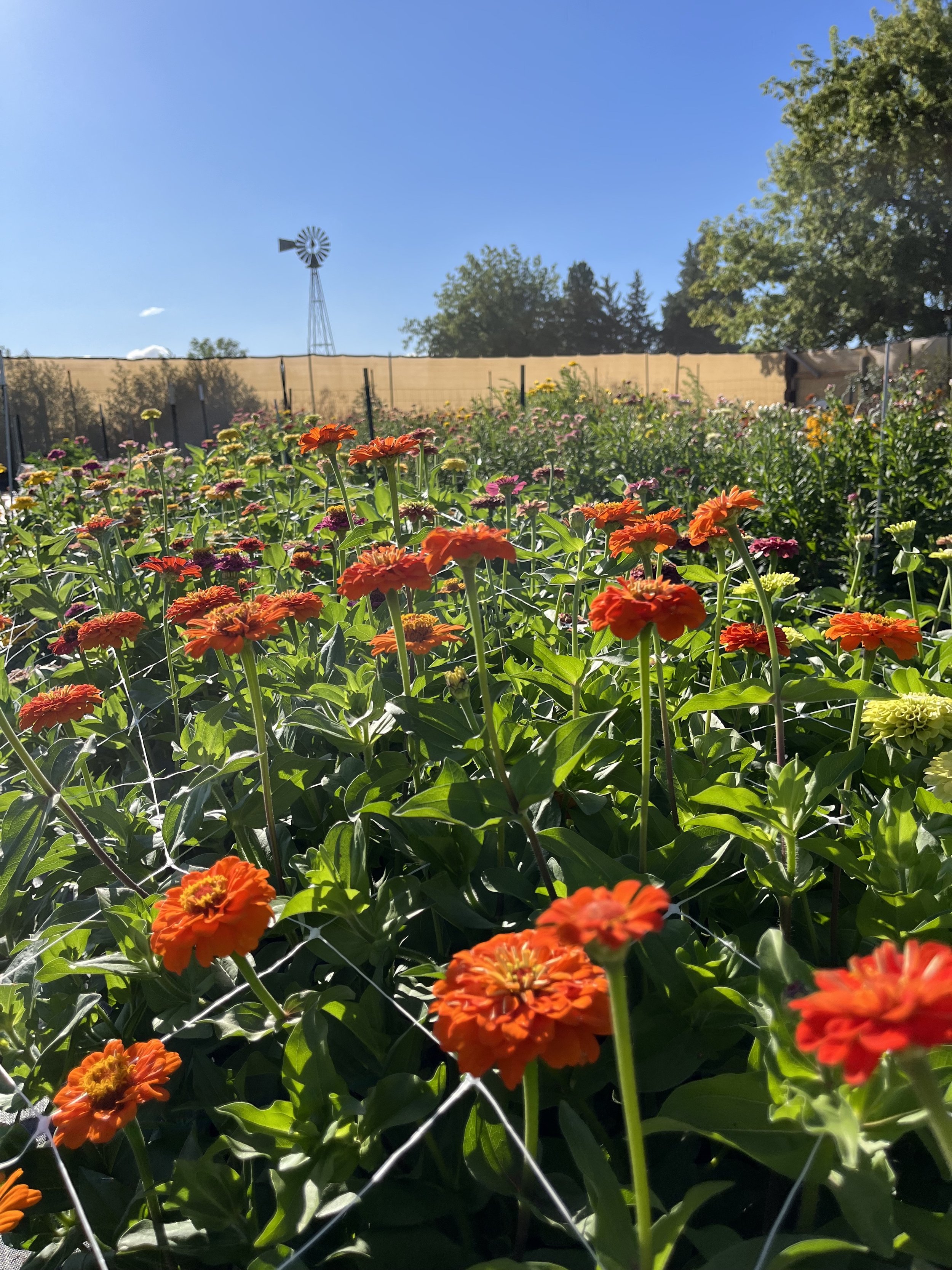 a row of orange zinnia flowers with a blue sky and a windmill