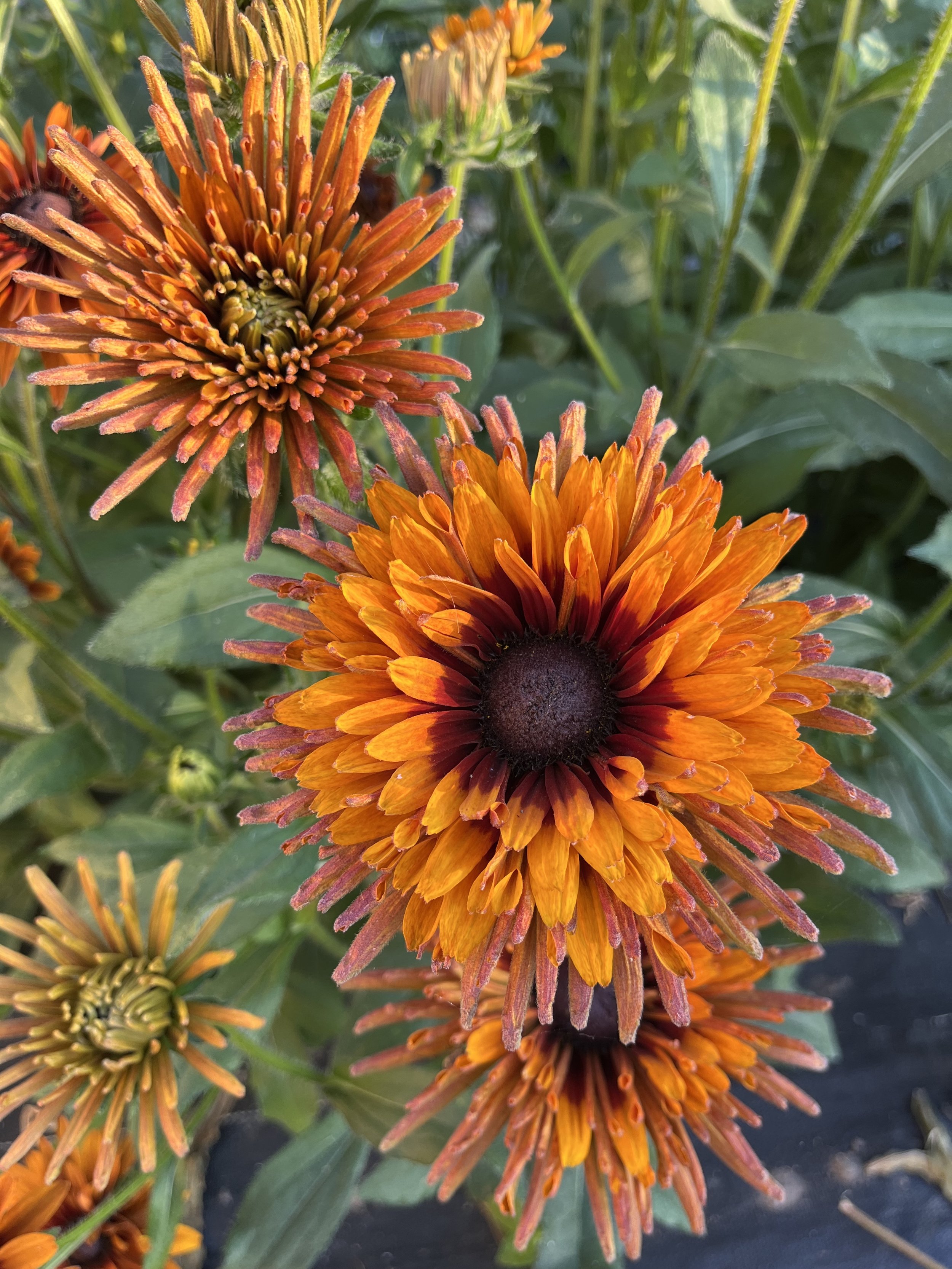 large orange and brown flower