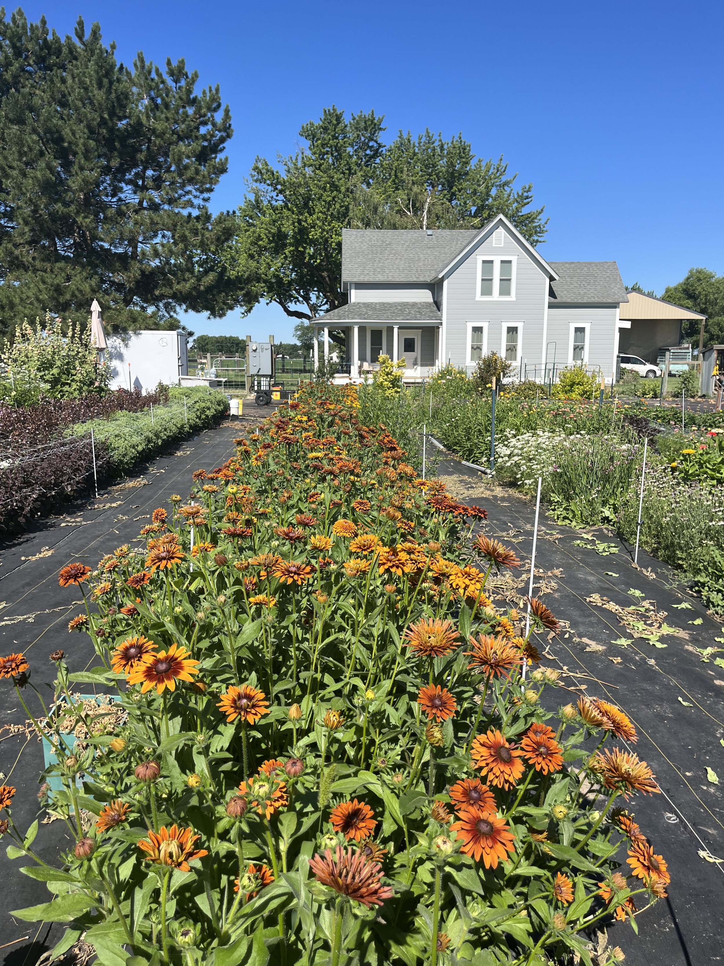 a long row of orange flowers with a farm house in the back