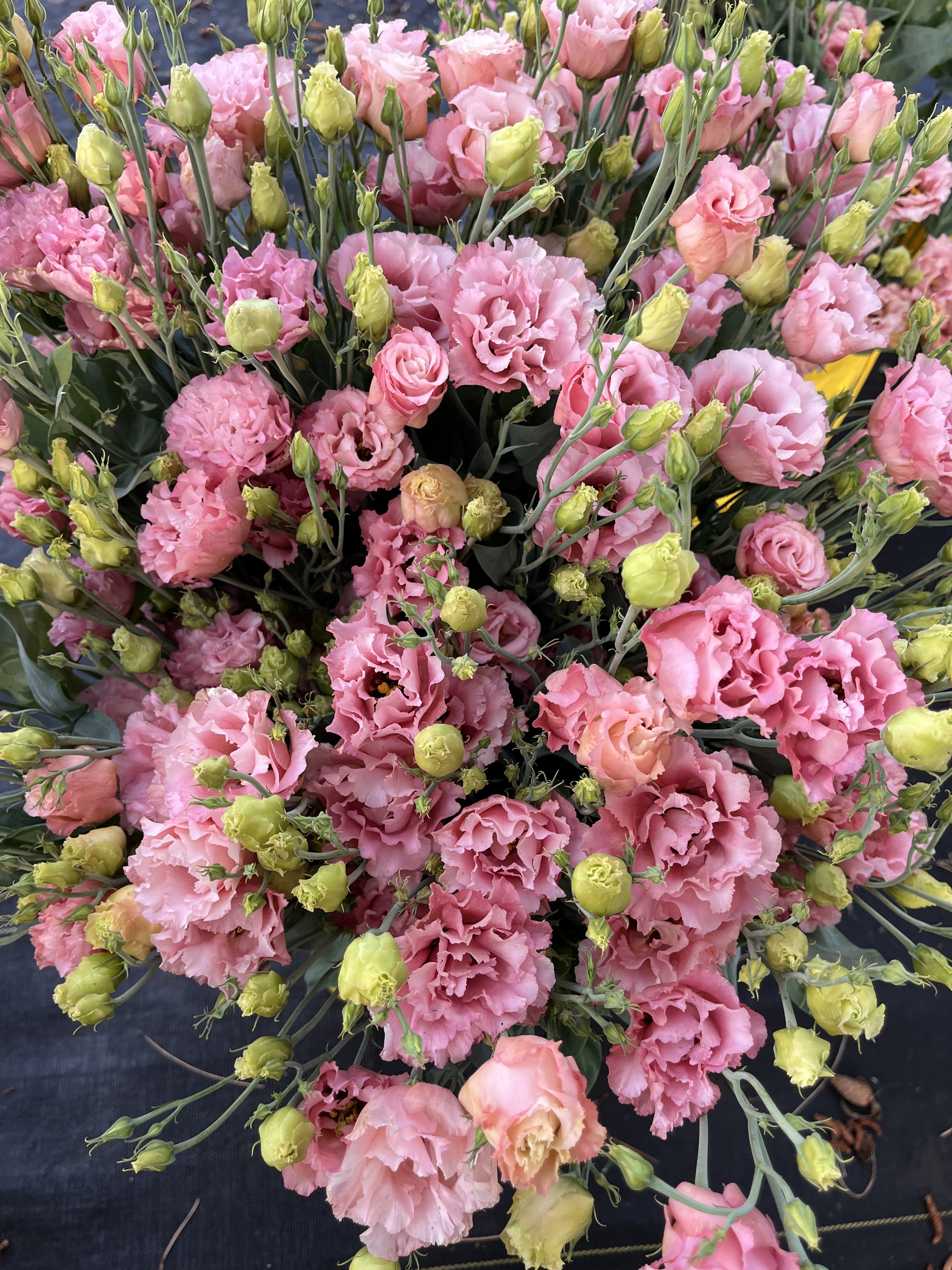 a bucket full of pink lisianthus flowers