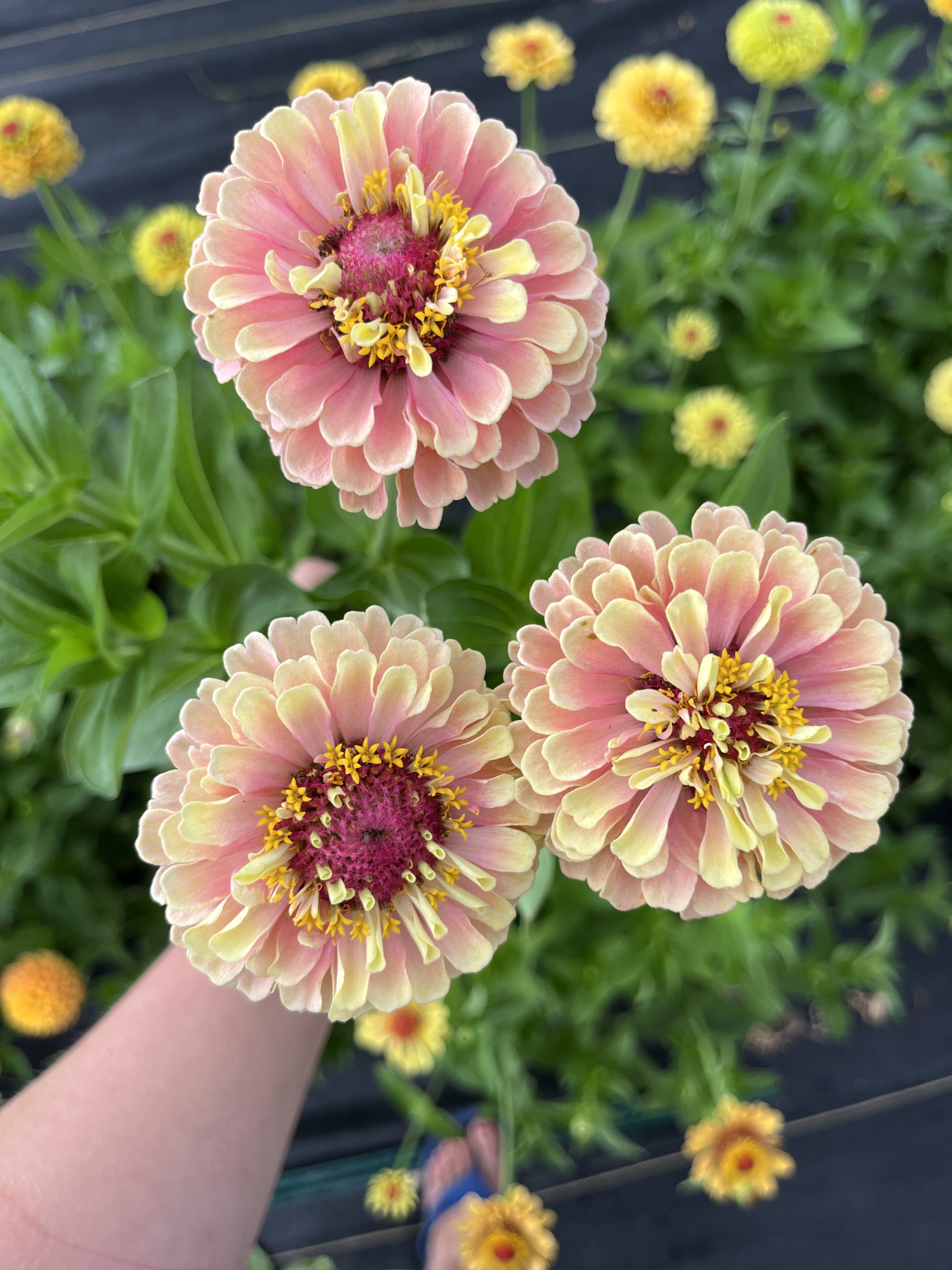 coral and orange toned zinnia flowers