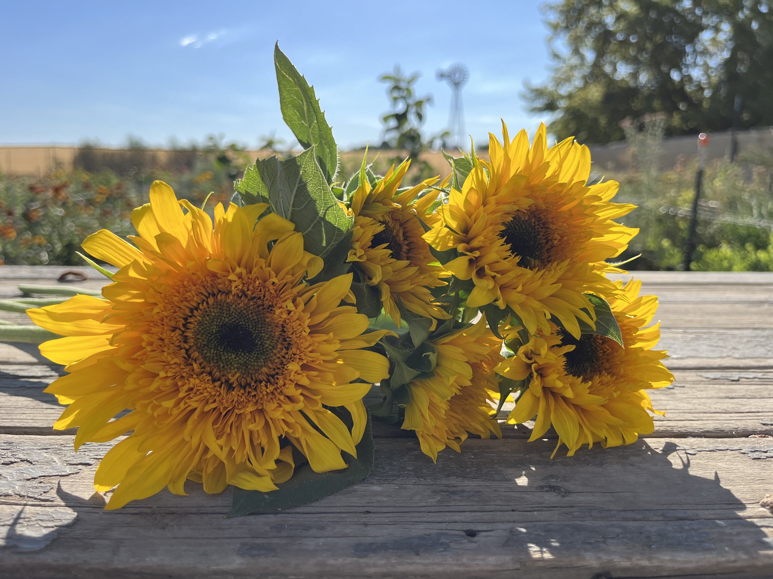 bright yellow sunflowers against a blue sky