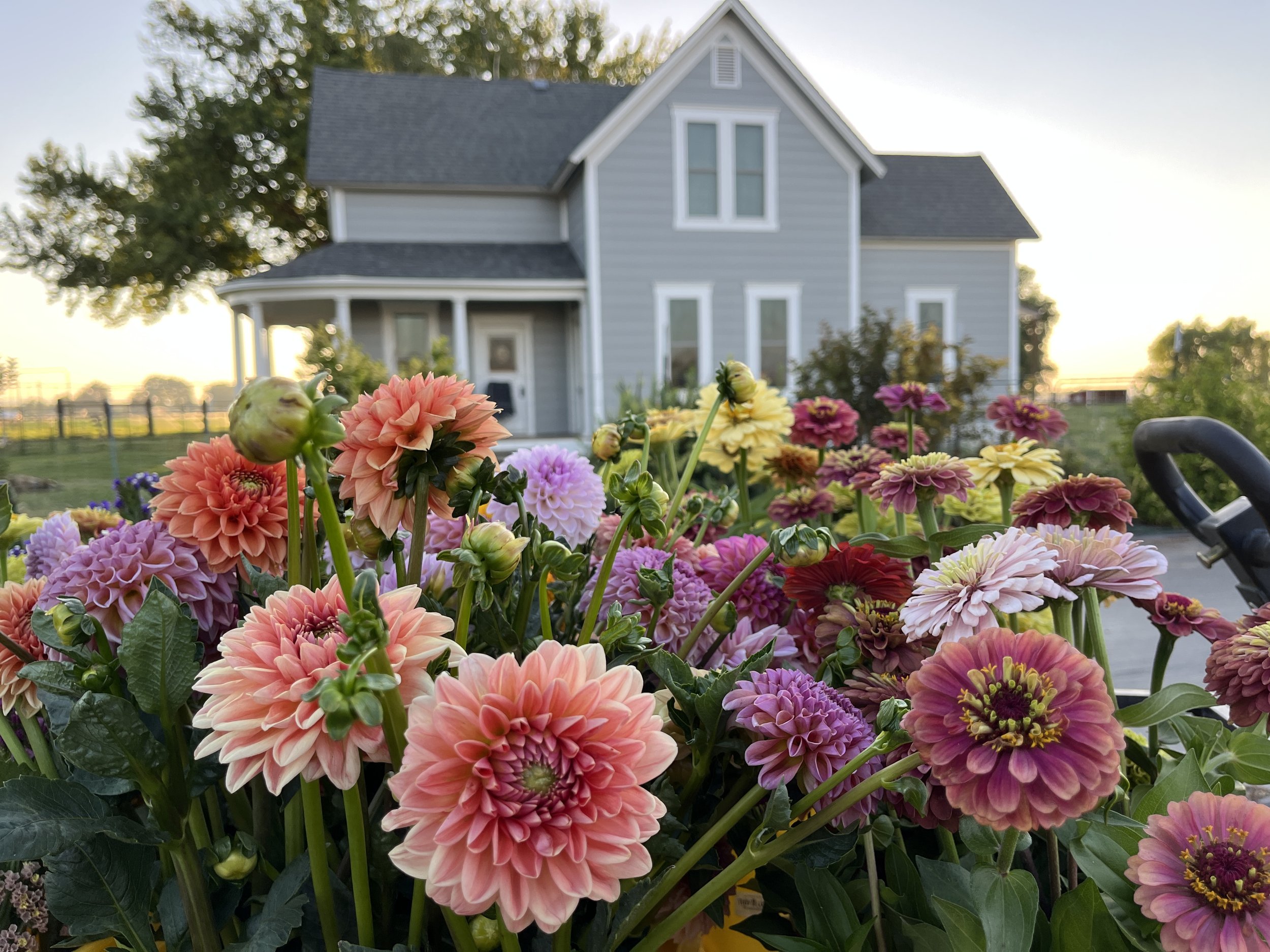 a bunch of dahlia flowers with an old farmhouse in the background