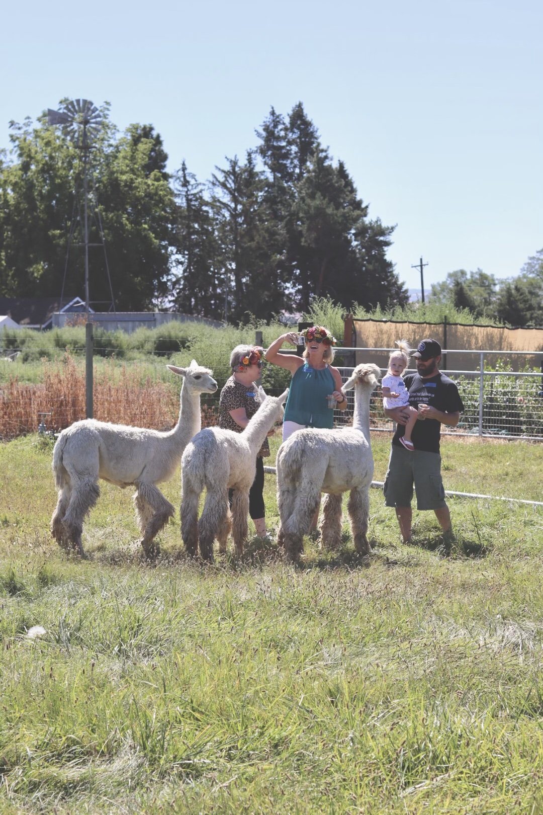 a group of alpacas encircling happy farm visitors