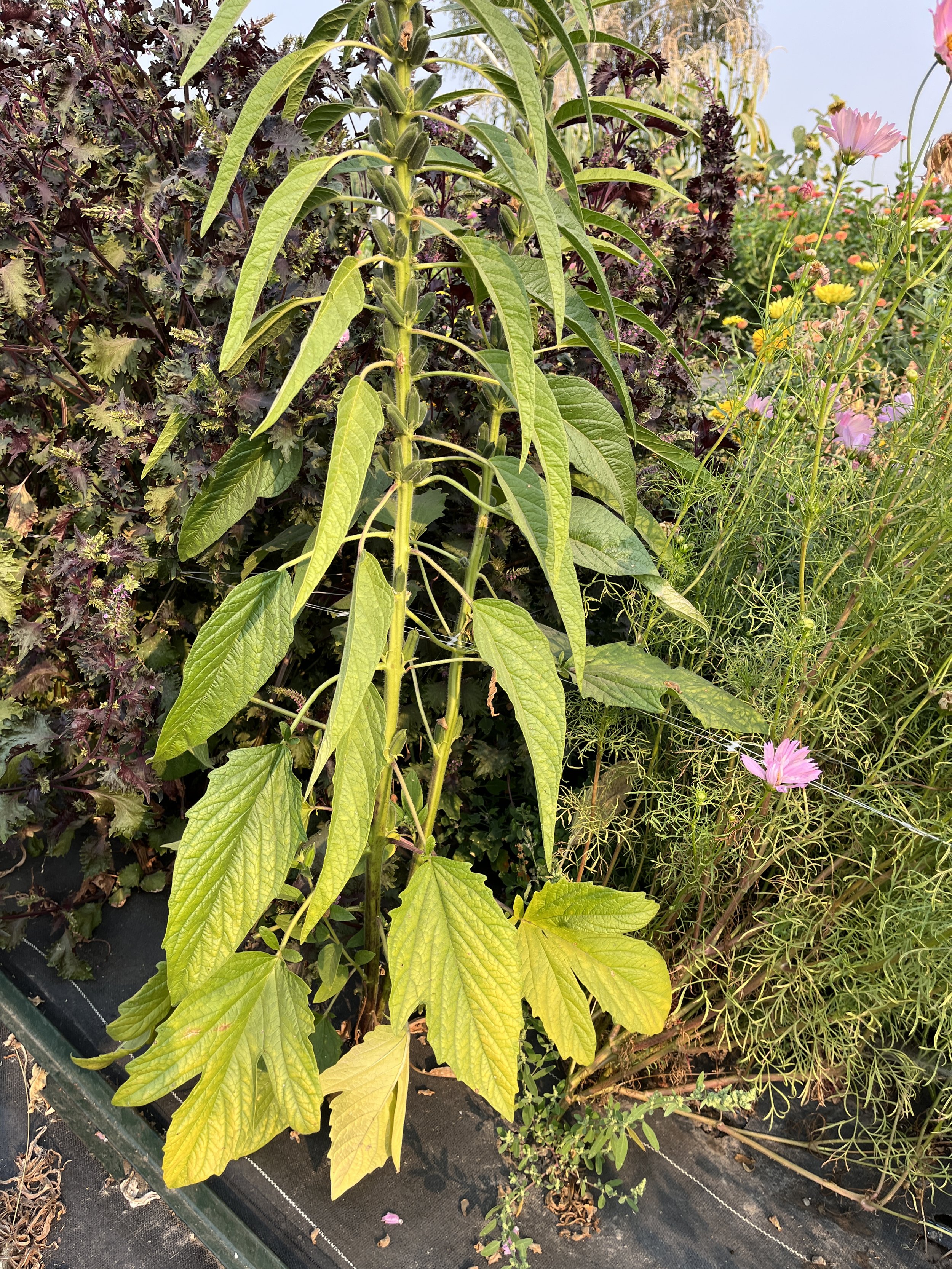 a tall plant with oddly shaped green leaves