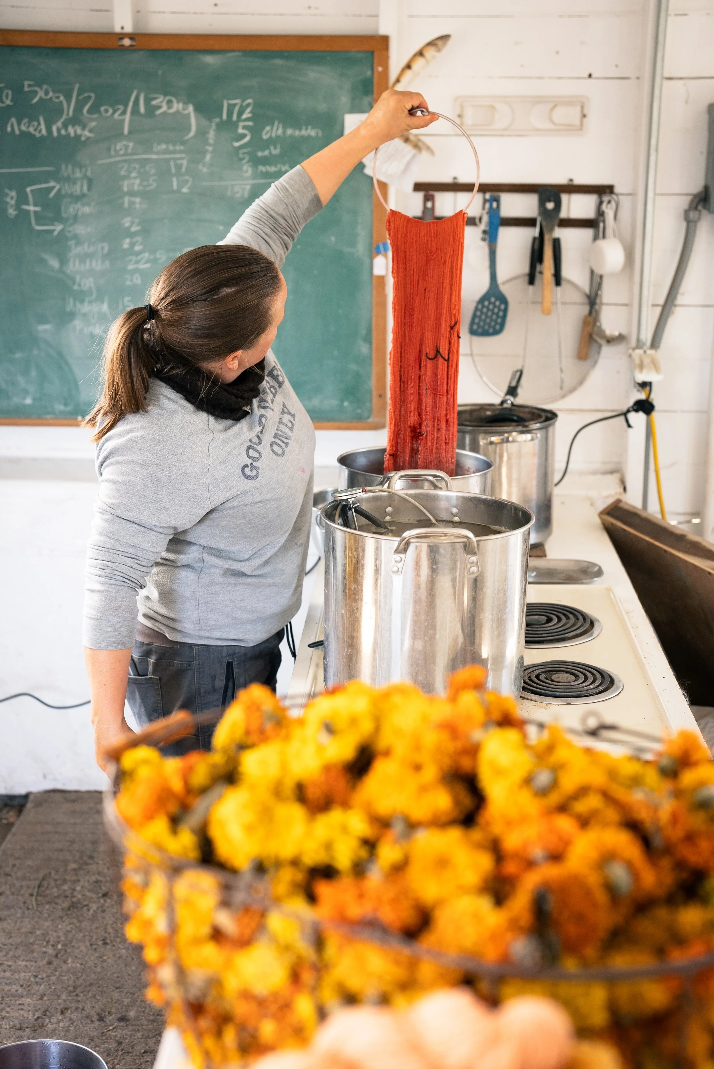 OldHomesteadAlpacas-2 2.JPG