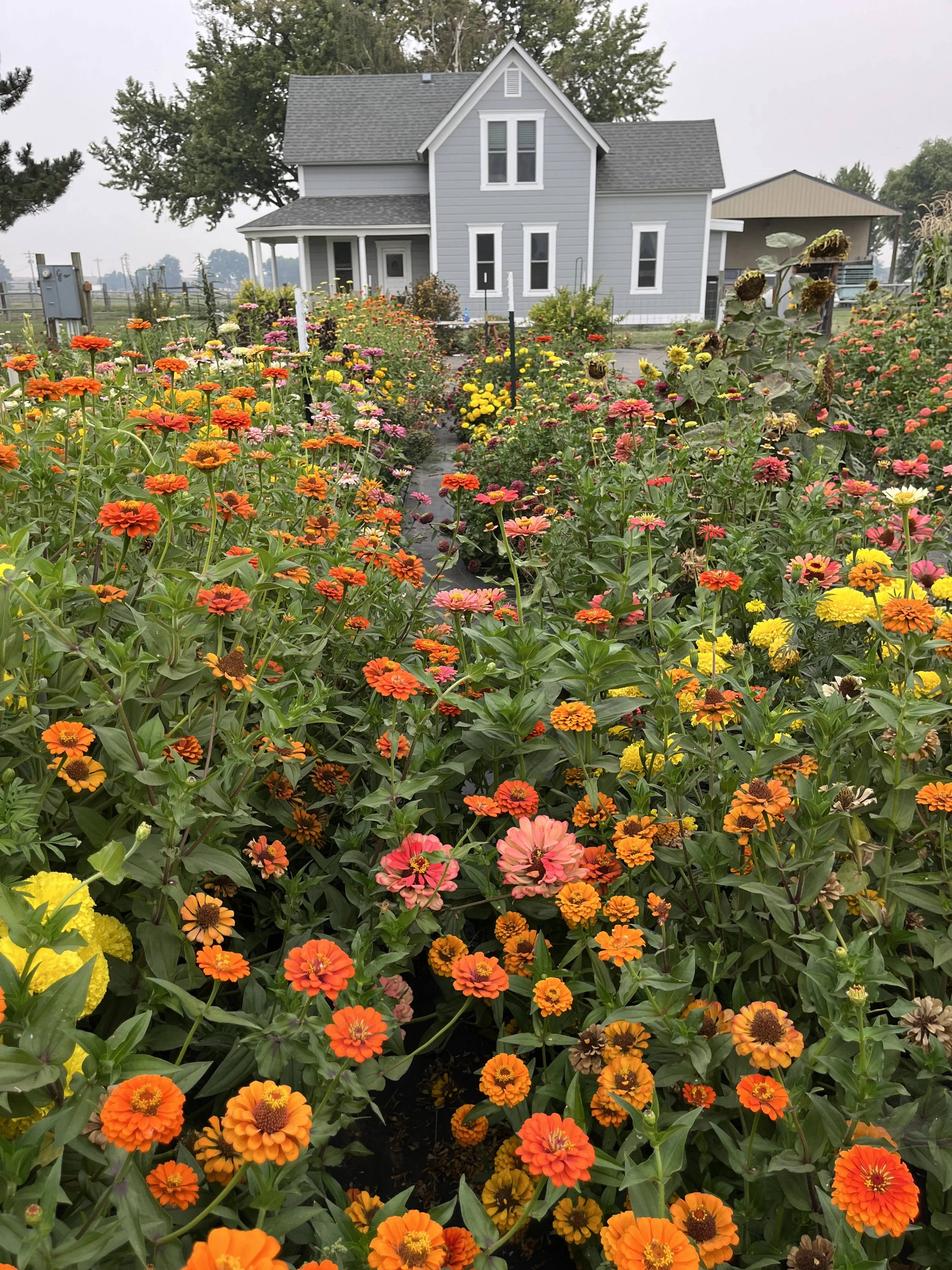 alpacas, flowers &amp; a legacy