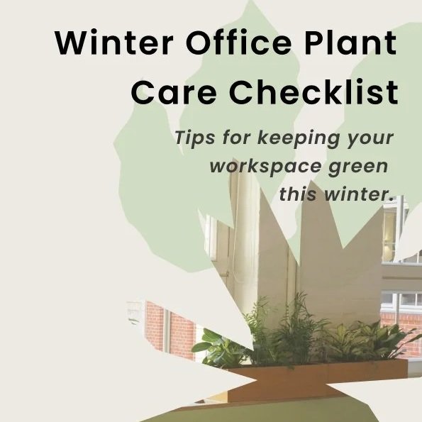 🪴Winter Office Plant Survival Guide: So hältst du deinen Arbeitsplatz grün