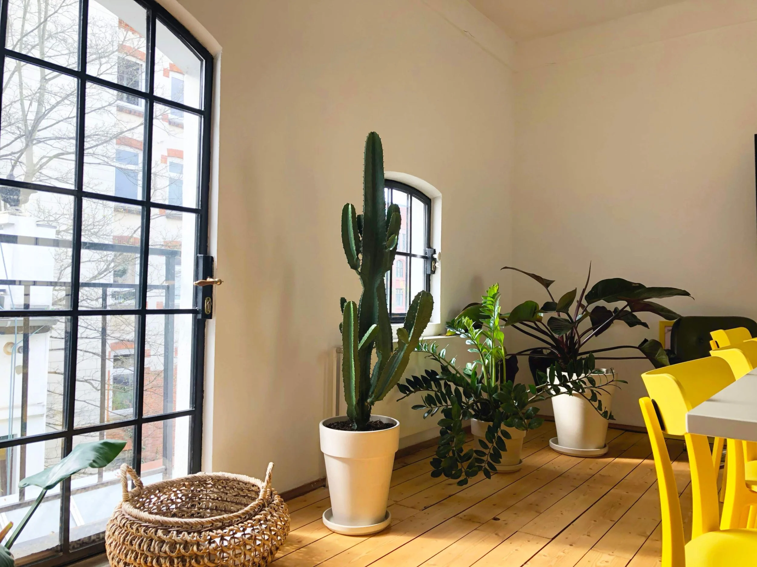 Große Büropflanzen in weißen Töpfen neben Fenstern und Besprechungstisch in einem hellen Office