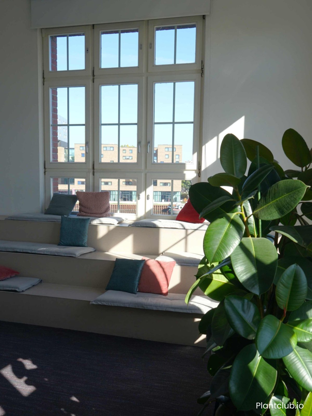 Plantclub bietet dir die besten Pflanzen, die zu den Lichtverhältnisse in deinem Büro passen.