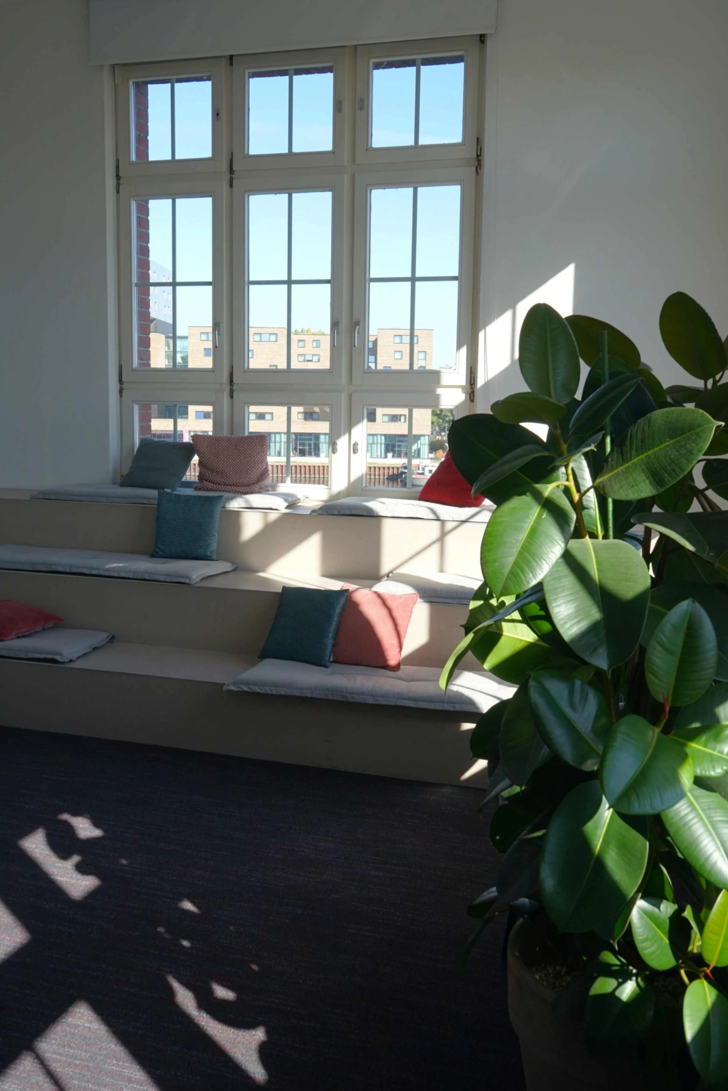 Ficus elastica in a workplace common room.