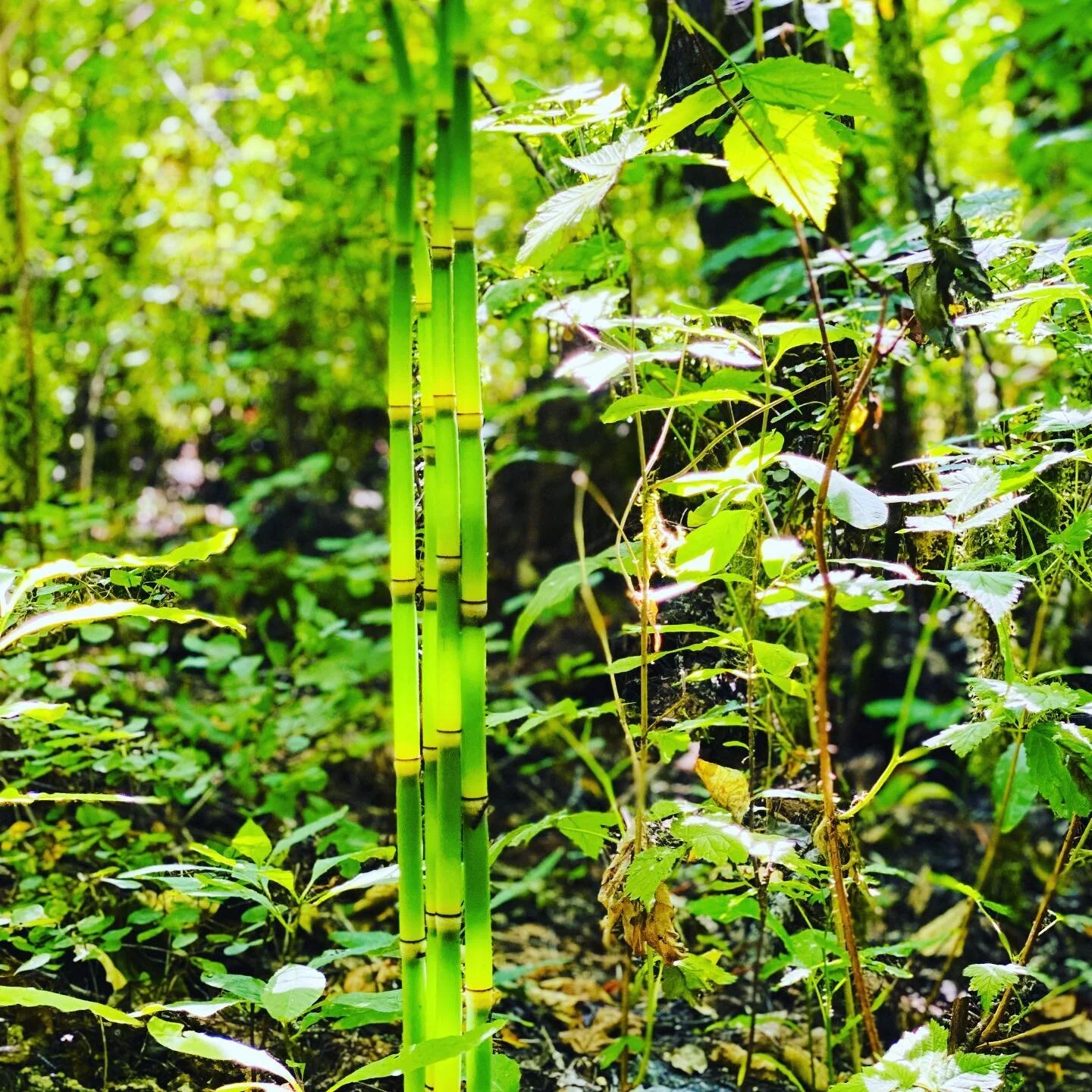 Plant Wisdom and the Bones