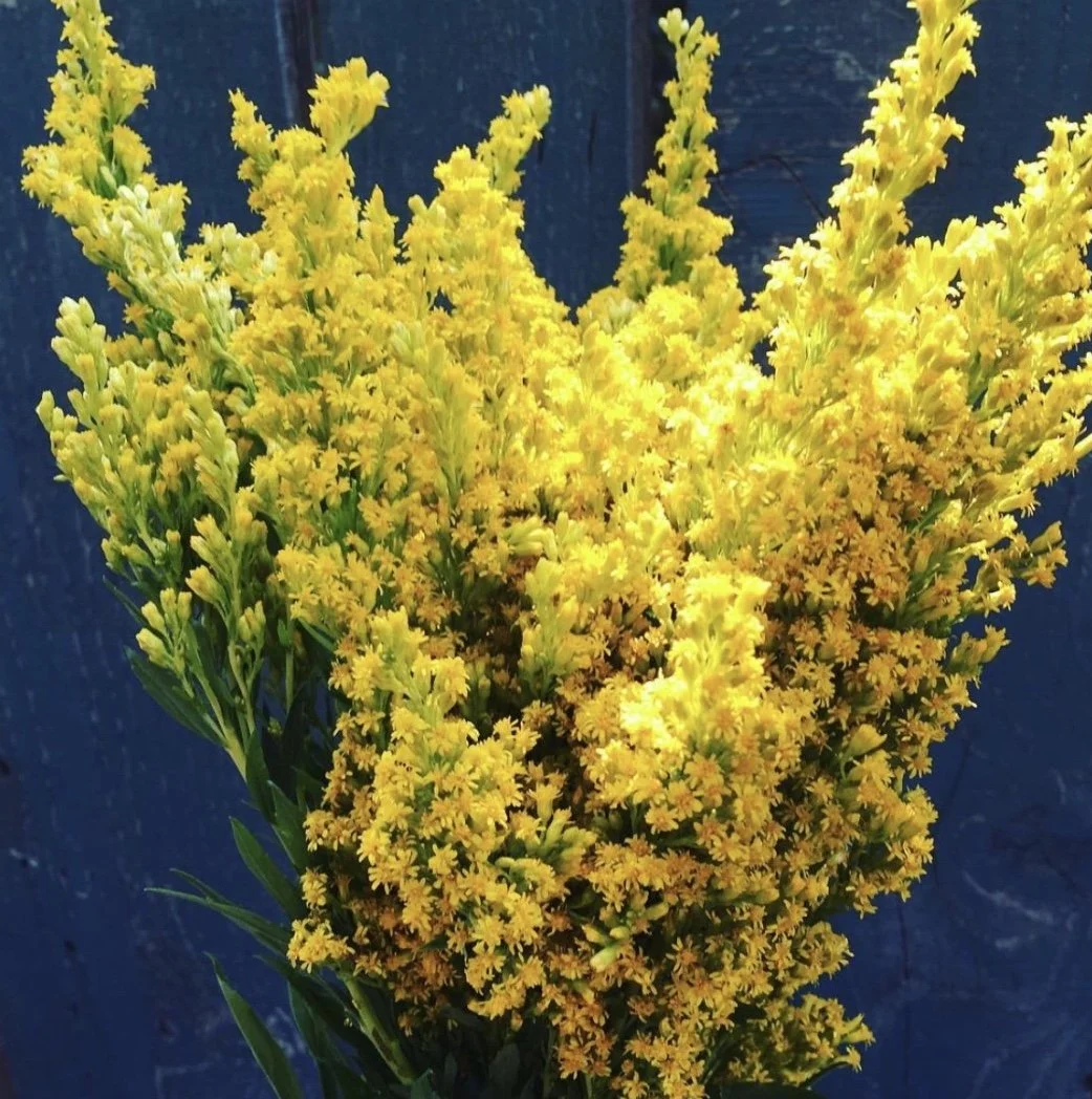 Goldenrod: Limitless Summer