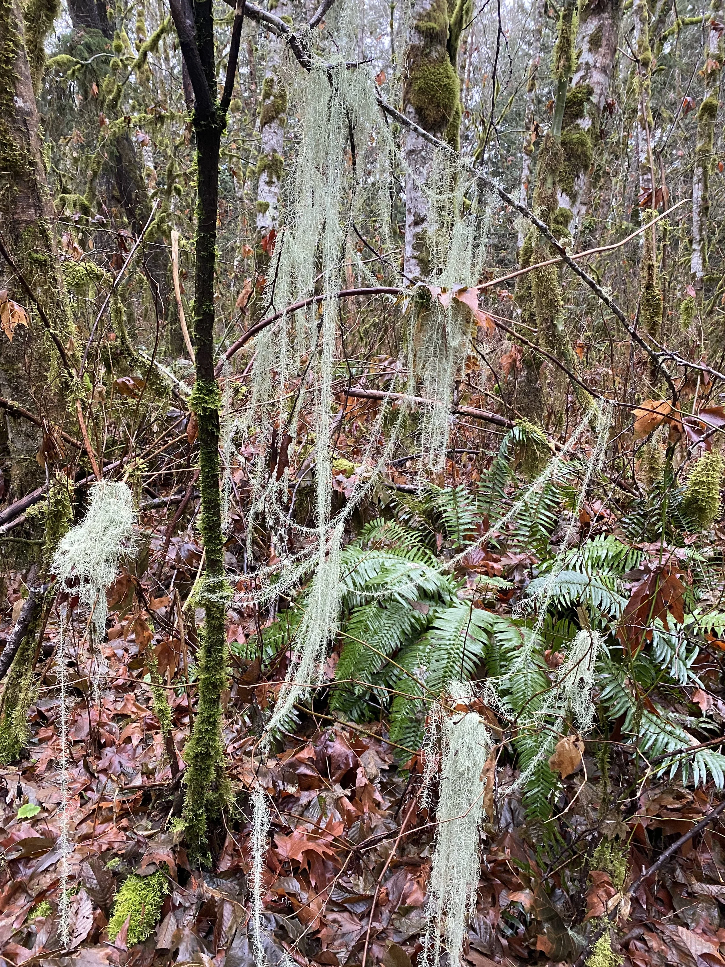Usnea- The Old Man's Beard of Winter
