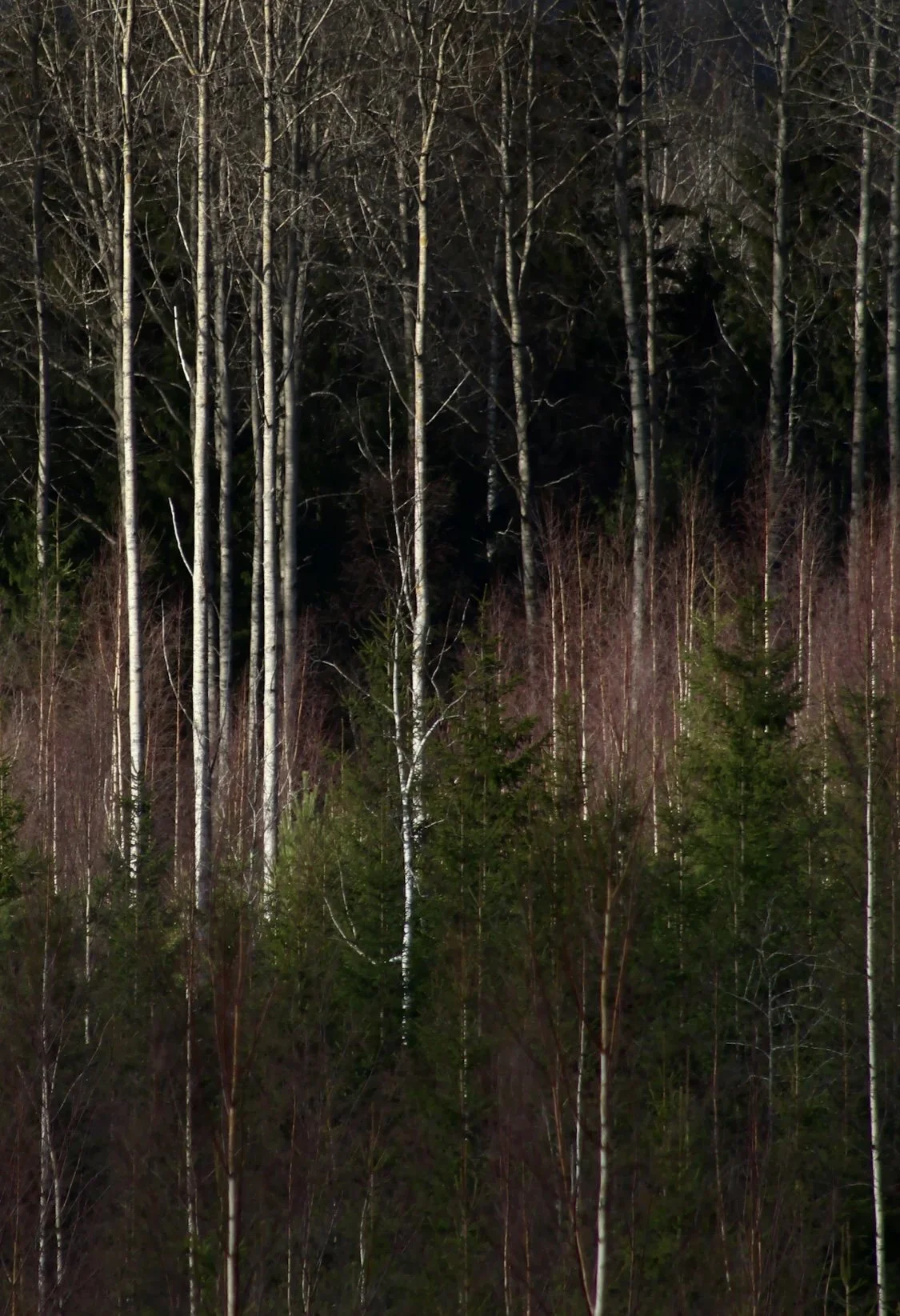 Alnus rubra, Red Alder