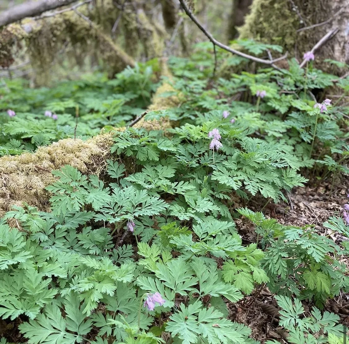 Dicentra formosa- Bleeding Heart